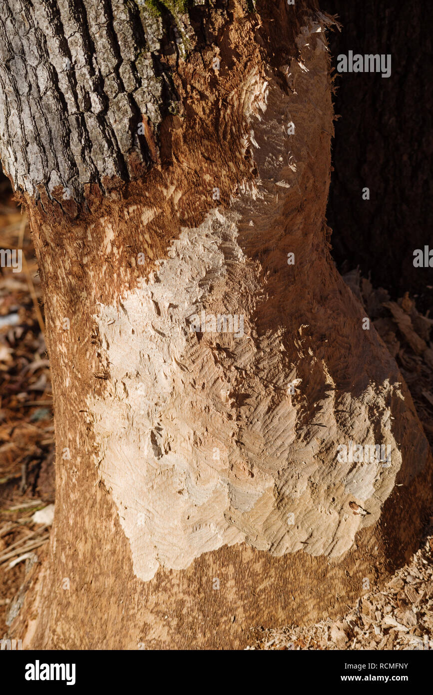 Baum, der von einem Biber gekaut worden ist Stockfoto
