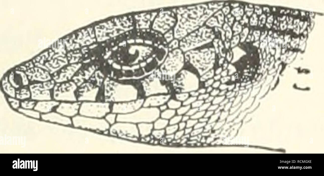 . Sterben Fauna Südwest-Australiens; Ergebnisse, hg. von W. Michaelsen und R. Hartmeyer. Zoologie. Reptilia (Geckonidae und Scincidae). 471 Bewertungen au Größe ahnehmenil. Von den lufralabialen (1 unpaares, 3 Paare) sterben Sindh Nummern-oper hinteren Paare durch größere Schildcheu median getrennt. Ihr Browser kann leider keine eingebetteten Frames anzeigen Färbung Hölle - rötlichbrauu, Kopfschilder mit dunklen Suturen (supralabialia) oder Flecken (Oberseite). Lidränder und Auricularschui) pen weiß. Zwei dorsale schwarzbraune Längsbänder, um weniger als 2 Schuppen - breiten voneinander entfernt, etwas breiter als der Zwischenraum, in jedem eine Reihe vou runden Tupfen v Stockfoto
