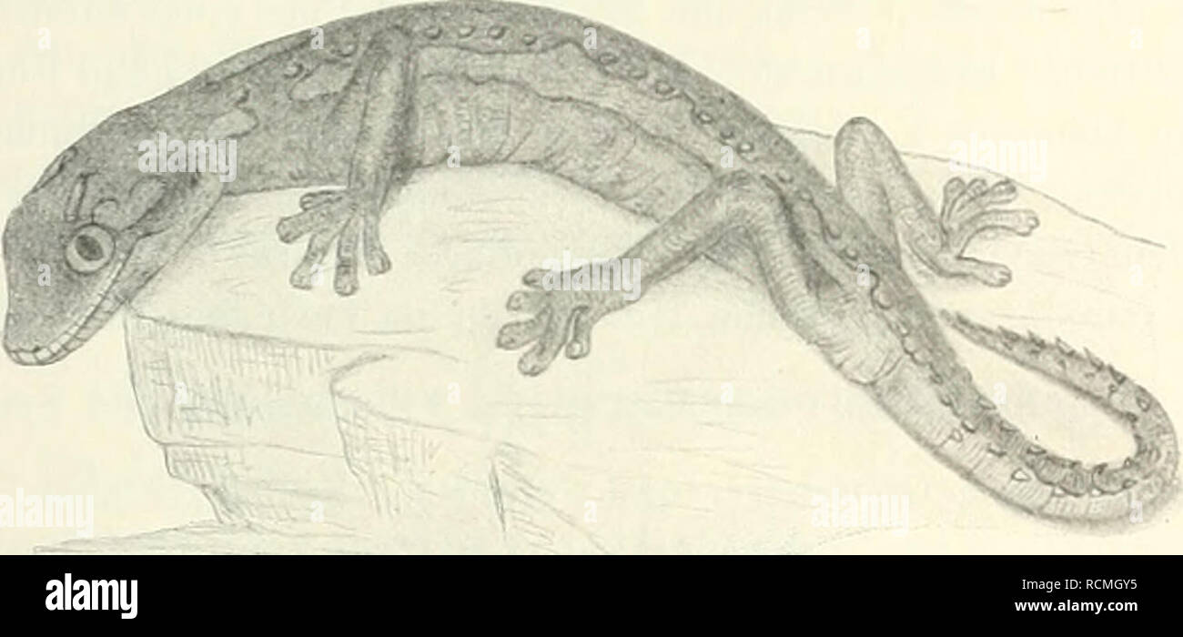 . Sterben Fauna Südwest-Australiens; Ergebnisse, hg. von W. Michaelsen und R. Hartmeyer. Zoologie. Reptilia (Geckonidae und Scincidae). 457 West-Australien Houtmairs Abrollios, Cliaiupiou Bucht; in Zential - Fräser (Stirling und Zietz); in Nord-Australieu Freemantle ^). Diplodactylus intermedius Ogilby. Rec. Austral. Mus., Bd. II, 1892, S. 10. Fundiiotiz: Stat 76, Day Dawn, 9./10. Vii. 05. Fügungen sterben Kunst Forst aus N. S. Wales bekannt ist und einzelne kleine Ver Schiedenheiten von der Originalbeschreibung icli vorliegen, so kann doch nicht umhin, das vorliegende Exemplar damit zu iden Stockfoto