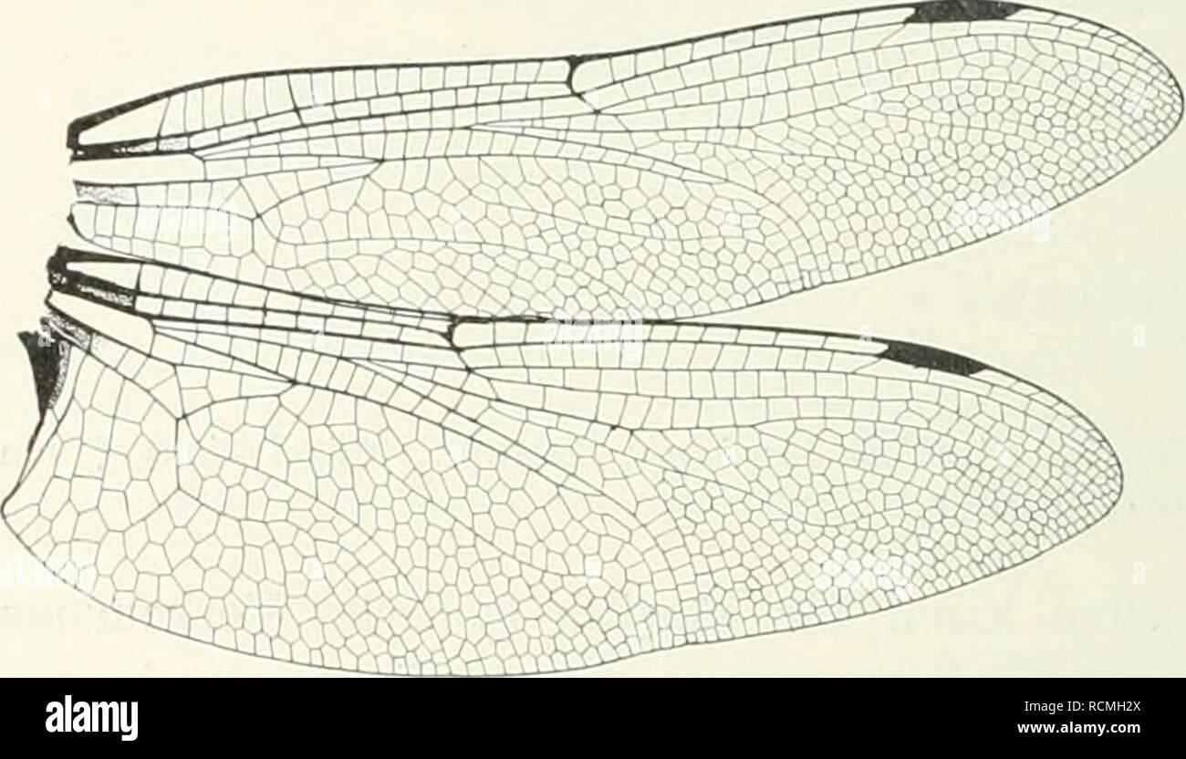 . Sterben Fauna Südwest-Australiens; Ergebnisse, hg. von W. Michaelsen und R. Hartmeyer. Zoologie. 434 F. Ris, weitgehende. Eine Besonderheit der Ae. hrevistyla ist die Kunst der distalen Gabelung von Rs- und M2 (siehe unten und Abb. 12-13). A. jaspidea hat als eigenartigen Zug eine Neigung zur Bildung sekundärer Sektoren im Feld zwischen Rspl und dem Analrand, fällt ein solcher besonders geschmeidig-Mentärer Sektor, mit der M4 genähert ist und mit M4 parallel verläuft (siehe Abb. 14 - 15). Sterben für Anaciaeschna charakteristischen supplementären Seitenkiele der Abdominalsegmente hrevistyla fehlen zwar, Stockfoto