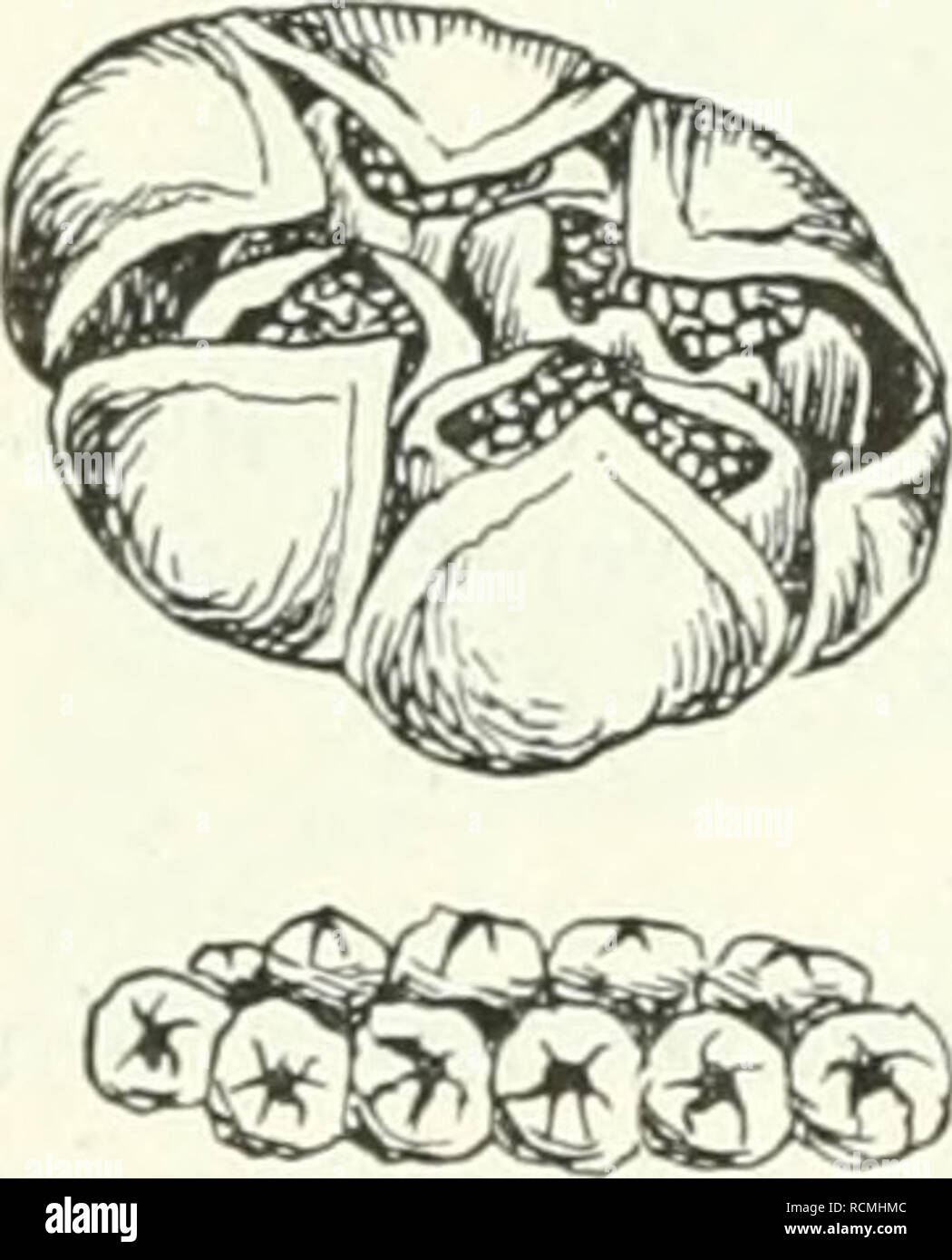 . Farnkräuter der Erde sterben: beschreibende Darstellung der Geschlechter und wichtigeren Arten der Farnpflanzen mit besonderer Berücksichtigung der Exotischen. Farne. 897. H. Brownii. Habitusbild, verkleinert. Blattausschuitt, Nat. Gr. Sorus, vergr. 899. 0. sensibilis. Fruchtbare Fieder, Nat. Gr. Segment mit eingeschlossenen Sori, vergr., nach Hooker. 899, 0. sensibilis L. Halj. Im (häufig) stlichen Nord-Amerika von Kanada bis Florida, aber nicht auf der pacifischeu Seite, und wieder im öst - lichen China und Japan, auch Theorie bin Grm/'t^ von der grossen Uebereinstimmung der ostamerikanischen sterben Stockfoto