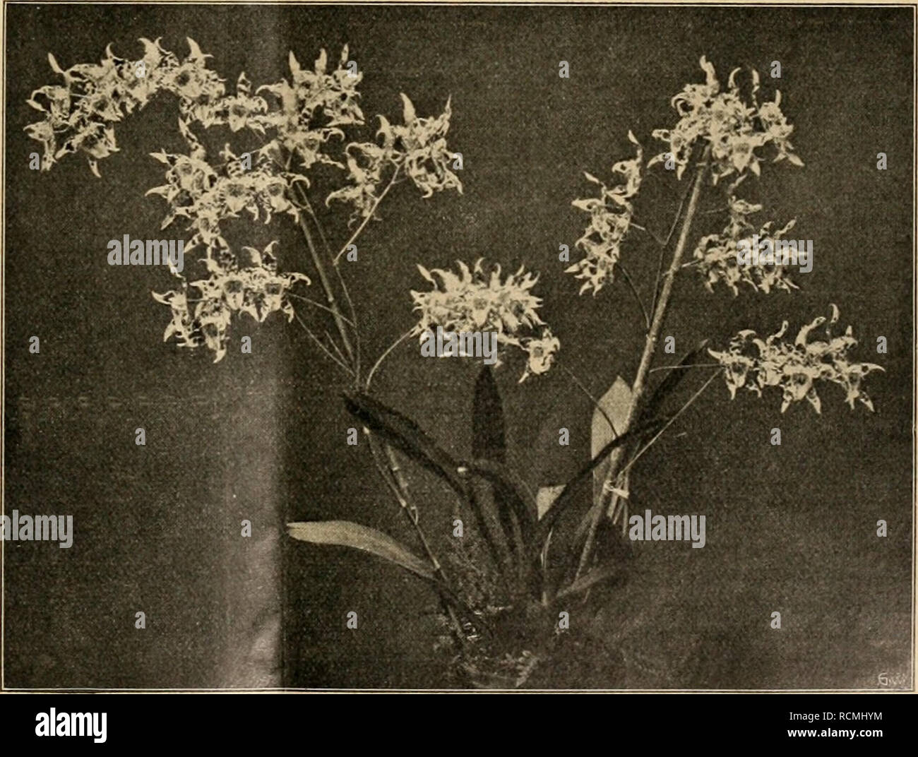 . Gartenwelt sterben. Im Garten arbeiten. S3H hrtenirelt IM m Illustrierte Wochenschrift für den gesamten Gartenbau. Jahrgang XVI. 16. März 1912. Nr. 11. Nachdruck und Nachbildung aus dem Inhalte of this Zeitschrift werdener strafrechtlich verfolgt. Orchideen. Schönblühende Odontoglossum. Von L. Butz, Königsberg ich. Pr. (Hierzu vier Abbildungen, / vom Verfasser für sterben "gartenwelt" gefertigten Aufnahmen.) hier wiedergegebenen photographischen Aufnahmen einiger Odontoglossumformen hielt ich im Juni vorigen Jahres bei einem Besuche der reichhaltigen Orchideenbestände der Schloßgärtnerei Gerdauen Sterben ( Stockfoto
