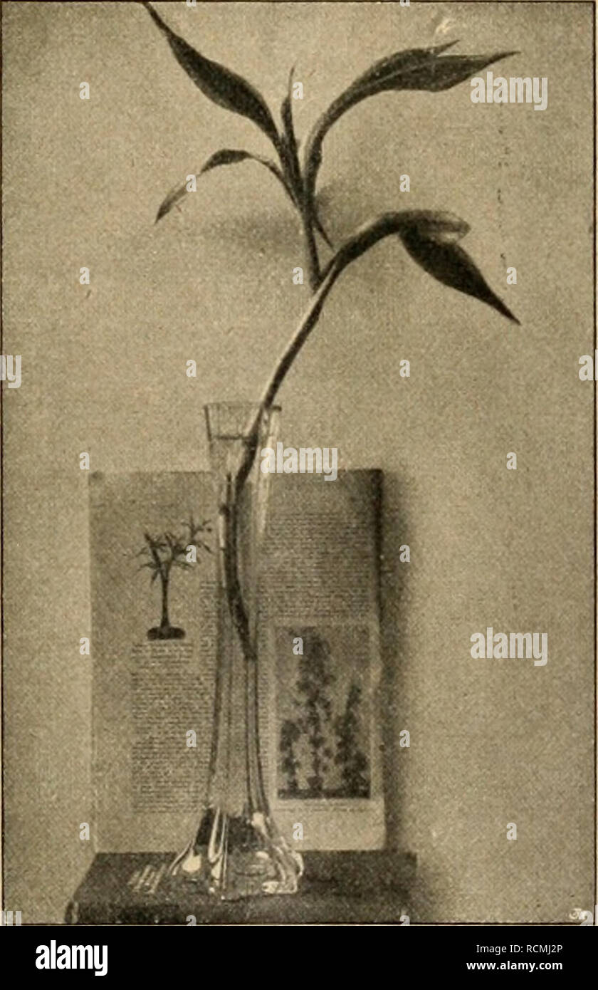 . Gartenwelt sterben. Im Garten arbeiten. XV, 11 Gartenwelt sterben. 155 Lang - esche Garten hat deshalb mit der Entwicklung und Weiter-bildung der Kunst nicht Modalverbs mitschreiten. "Der alte Landschafts-garteu sowohl, als auch der neue Naturgarten Sindh ein Nonsens, denn beide stellen ein Mittelding von Natur und Kunst dar, war in keinem Falle befriedigen kann. Das, war eine Kunst im Lange-schen Garten steckt, kann nur das Bilderschaffen im Sinne der "Paysage intime" sein, auch auch Lange in die falsche Bahn gerät, wenn er wie Meyer, Skell usw. Grafik mit Gegenständen der Natur malen. This einzige St Stockfoto