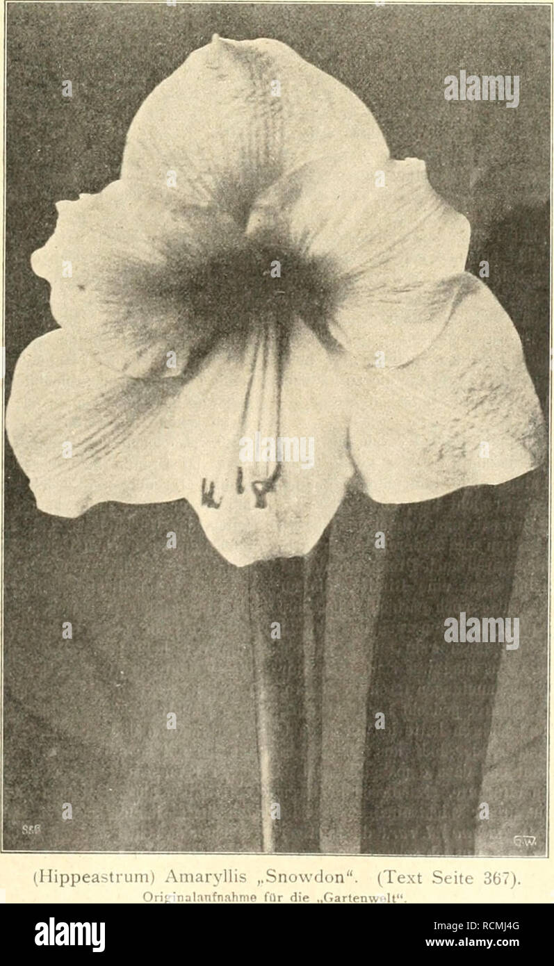 . Gartenwelt sterben. Im Garten arbeiten. IX, 31 Sterben Gartenwelt. jetzt so gewöhnlich geworden ist wie Petersilie und an der ich eine große Freude hatte. Ich nahm mir viel Gutes vor, allein das taten andere Leute in ihrem Sinne wohl auch, denn ehe ich mich noch recht damit vereehen und vorbereiten konnte, Krieg schon ein Dieb, mit Verlaub, ein Liebhaber schöner Pflanzen, bei mir in meinem Garten gewesen, der nur einer der bezahlten Leute fremder Nation sein konnte, hatte sich Beispiele sehr interessiert, in den Arm genommen und war damit am sonnigen, hellen Tage, tief begrüßt vom Custoden und Cerberus am T Stockfoto