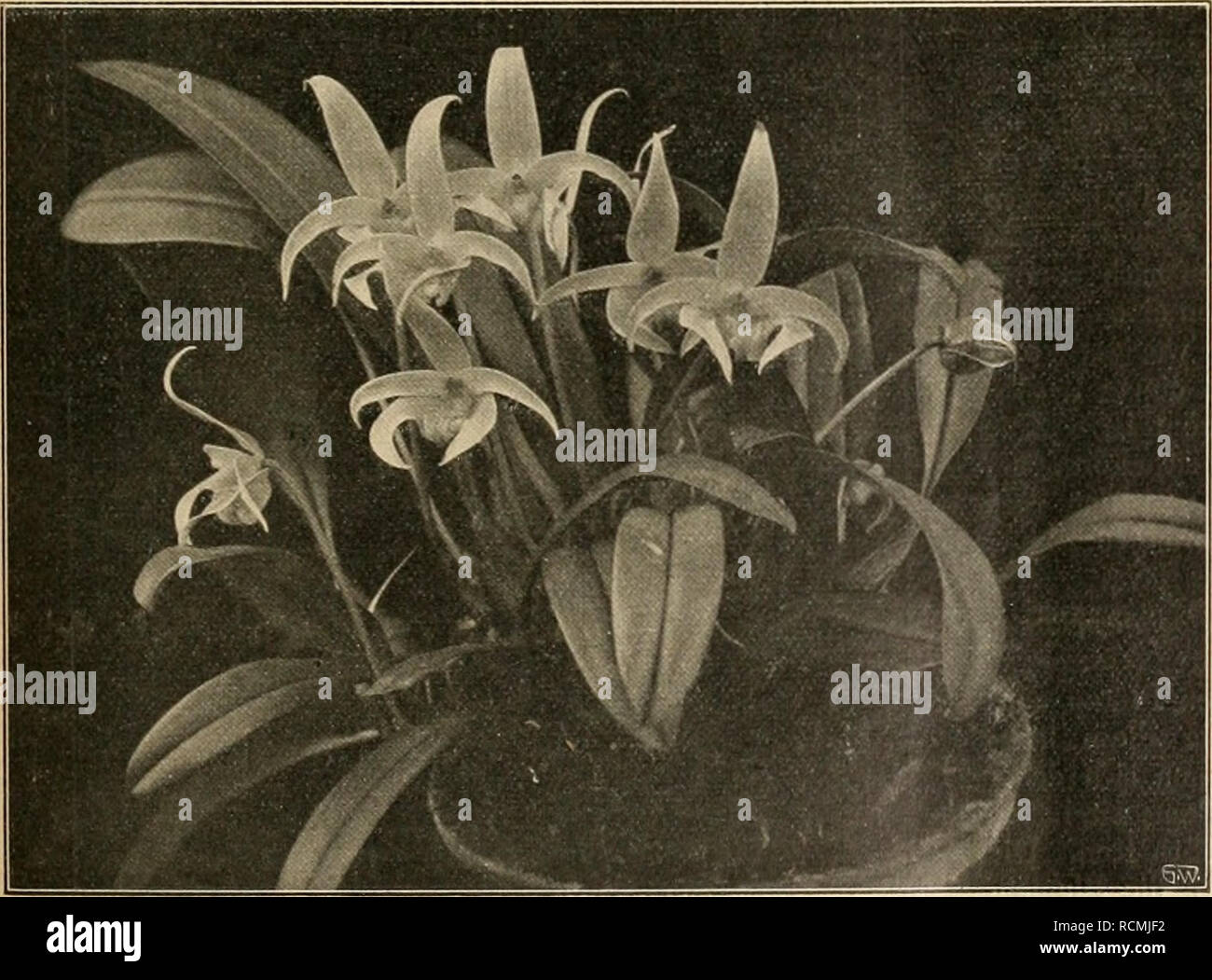 . Gartenwelt sterben. Im Garten arbeiten. Abb. 2. Bulbophyllum Lobbii. Abb. 1. Cirrhopetalum Medusae. Autor Thunfischwadenfänger langen, seitlichen Sepalen wegen diesen Speziesnamen beilegte. Seine Einführung verdanken wir dem allbekannten einstmals Loddiges, dessen Gärtnerei in Hammersmith sterben hervorragendsten Seltenheiten barg. Ihrem heimatlichen Standorte, Singapur, entsprechend, ver-langt sterben Pflanze in unsern Gewächs-häusern einen recht warmen, gut belich- teten Platz. Bin Beispiele gedeiht sie ohne viel Material an den Wurzeln, im Korb oder auf einem Klotz, in einem zum größ-ten Teile aus deutschstämmigen Farnwurzeln und leb Stockfoto