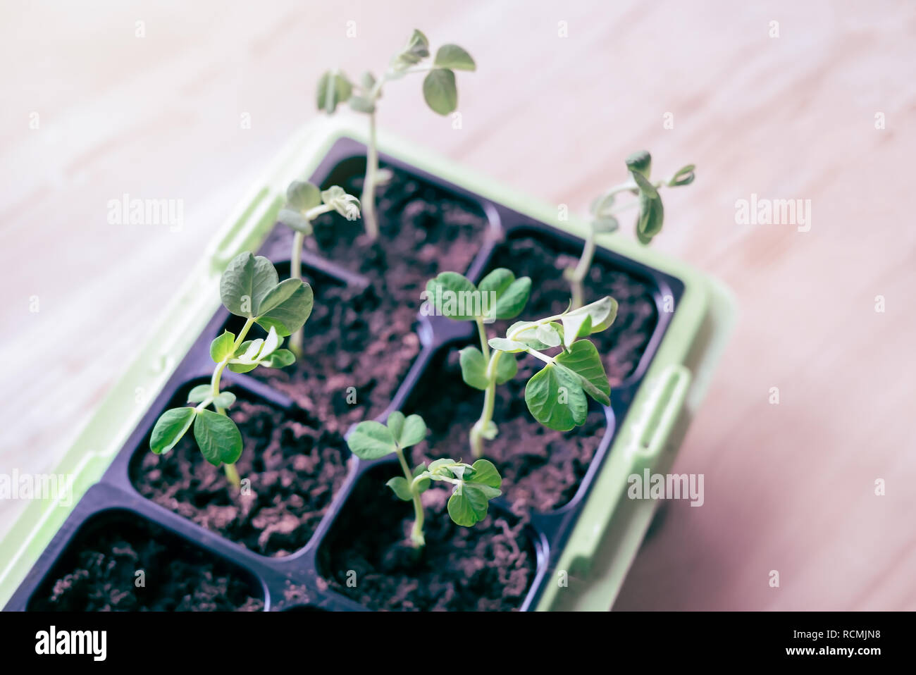 Ansicht von oben homegrown Organic Green Snow pea Sämlinge in natürlichen Fenster Licht im Inneren wächst in der Küche am Frühling - Autarke Gemüsegarten mit gesunden, frischen Essen Stockfoto
