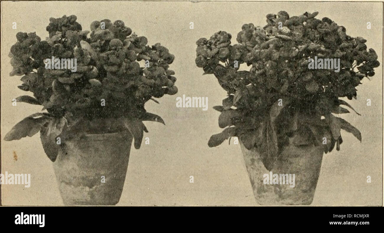 . Gartenwelt sterben. Im Garten arbeiten. 556 sterben Gartenwelt. VII, 47 schied zwischen trockener und feuchter Zeit auch schon scharf markiert. Jedoch treten im Winter hinreichend Temperaturerniedrigungen auf, sodass die vier Jahreszeiten der temperierten Zone immer ihre Geltung behalten. Der Sommer ist trocken und heiss, nur selten gefallen zahlr Regen - gÃ¼sse von Dm ou bestÃ¤ndig blauen Himmel. Grau Balatonfüred sterben Landschaft da. Gras und Blumen sind verwelkt, sterben silberglÃ¤nzenden Oliven lÃ¤ngs der BerghÃ¤nge fast leblos erscheinen, an den Strassen deckt dicker Staub das spö¤rlich noch über GrÃ¼n. Sterben Stockfoto