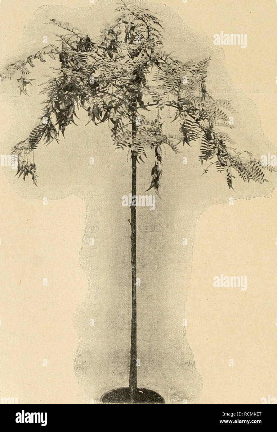 Gartenwelt Sterben Im Garten Arbeiten 282 Sterben Gartenwelt Viii 24 Kounen Dies Um So Mehr Als