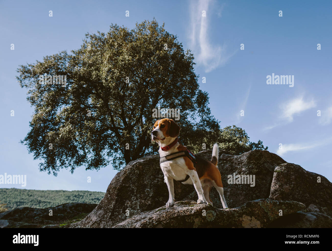 Ziemlich Beagle Hund schaut aufmerksam auf einen großen Felsen Stockfoto