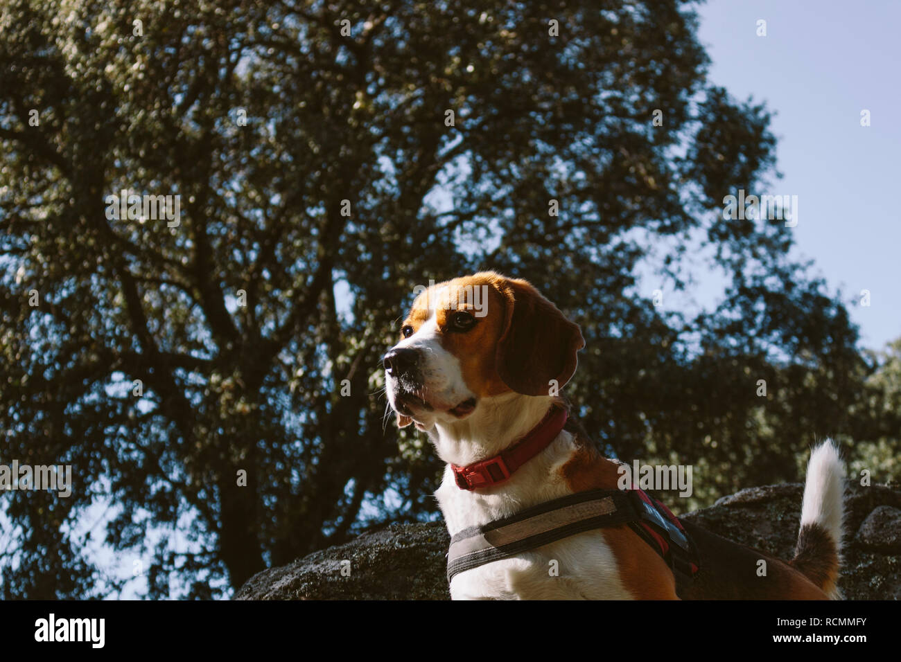 Ziemlich Beagle Hund schaut aufmerksam auf einen großen Felsen Stockfoto