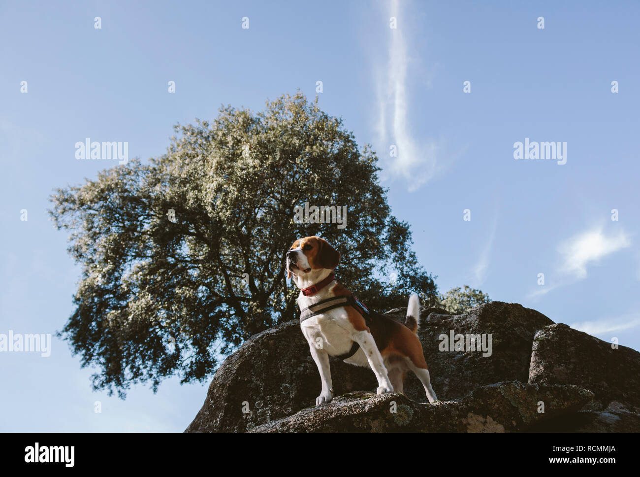 Ziemlich Beagle Hund schaut aufmerksam auf einen großen Felsen Stockfoto