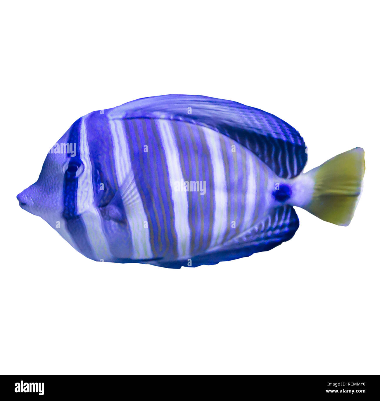 Tropische gestreifte Fische in einem Aquarium. Foto auf weißem Hintergrund. Solche Fische wie für Kinder, Künstler und Website Designer ziehen. Stockfoto