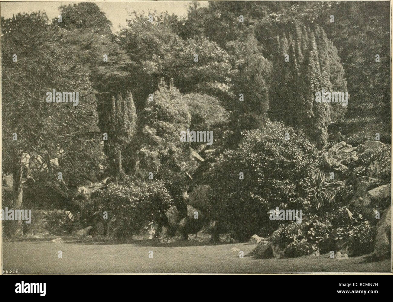 . Gartenwelt sterben. Im Garten arbeiten. VI, 8 jCta D i e r t e n w e11. 87 Obstbau. Das Geheimnis der Kaprifikation.*) von Dr. Friedrich Knauer, Wien. Eines der interessantesten Kapitel der Biologie ist das Verhältnis zwischen Blumen und Kämpfen, insofern This bei der Bestäubung der ersteren eine wichtige Rolle zu spielen haben und beide Teile sich diesen Wechselbeziehungen innig anpassen. Ein sehr lebhaftes Beispiel für ein solches Zwie-Verhältnis bietet die Symbiose zwischen dem Feigeninsekt, Blastophaga grossorum Grav. (Cynips psenes L.), und dem gemeinen Feigen-baum ein Zu-sammenleben, das der Stockfoto