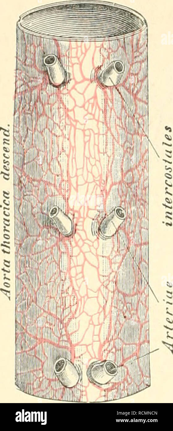 . Die beschreibenden und topographische Anatomie des Menschen. Anatomie. 514. "-"^^ jiii 725. Segment der Brustaorta mit injicirten Vasa vasorum. Ansicht von hinten. Natürliche Grösse. Die Aorta thoracalis is also zahlreiche, aber vorwiegend kleine Aeste ab. Dieselben sind: aJDieArteriaebi - onchialesposteriores zur hin-teren Zauberstab der Luftröhrenäste; dextra ent-steht häutig aus der dritten oder vierten Art. inter-Costalis dextra sterben. Die Arteriae bronchiales anteriores stammen aus der Art mammaria interna. b) Sterben Arteriae oesophageae,, 2 - 4 an der Zahl. c) Sterben Arteriae Eparteriales zur Pleur Stockfoto