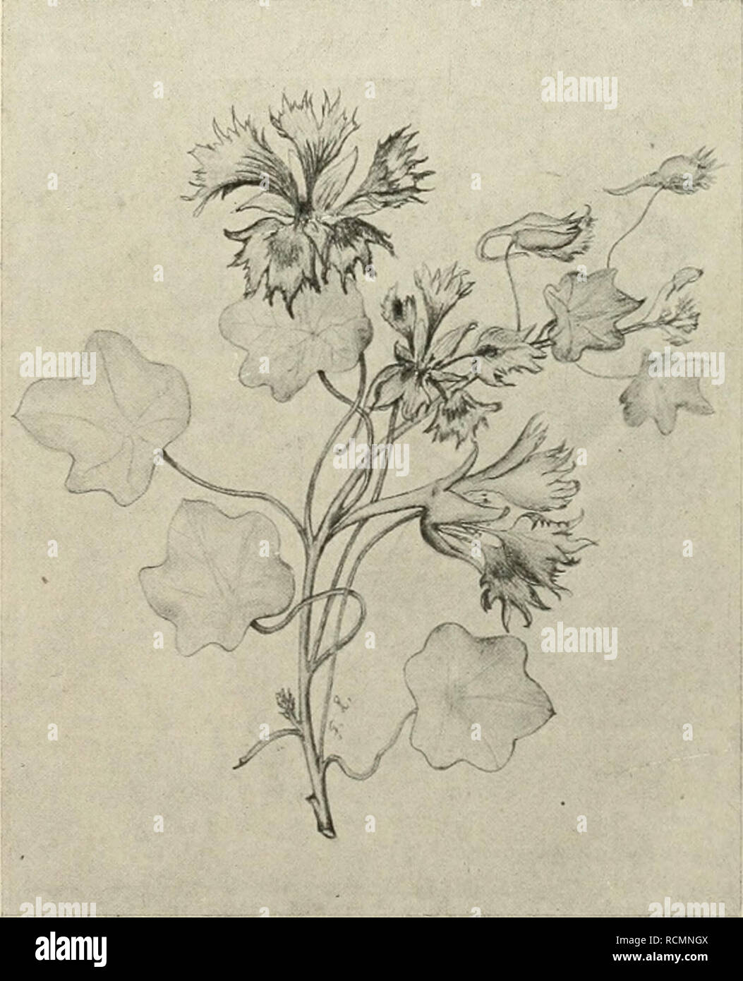 . Gartenwelt sterben. Im Garten arbeiten. Illustriertes Wochenblatt für den s^esamten Gartenbau, Jahrgang VI. 26. Oktober 1901. Nr. 4. Nachdruck und Nachbildung aus dem Inhalt of this Zeitschrift wird Stra/reclUlich vcr/olgi. Neue Pflanzen. Tropaeoliim "Isola Bella". Von F. Rehnelt, Grofsh. Garleninspcktor, Giefsen. (Hierzu eine Abbildung.) Ich ropaeolum Peregrinum aus Granada ist /-kannt als ein Sommerschlinggewächs sein, das durch reichen Flor der Kanariengelben, tief geschlitzten Sky, sowie durch die zierliche Belaubung sich auszeichnet und, weil überaus dankbar und leicht Gedeihend, häufig Stockfoto