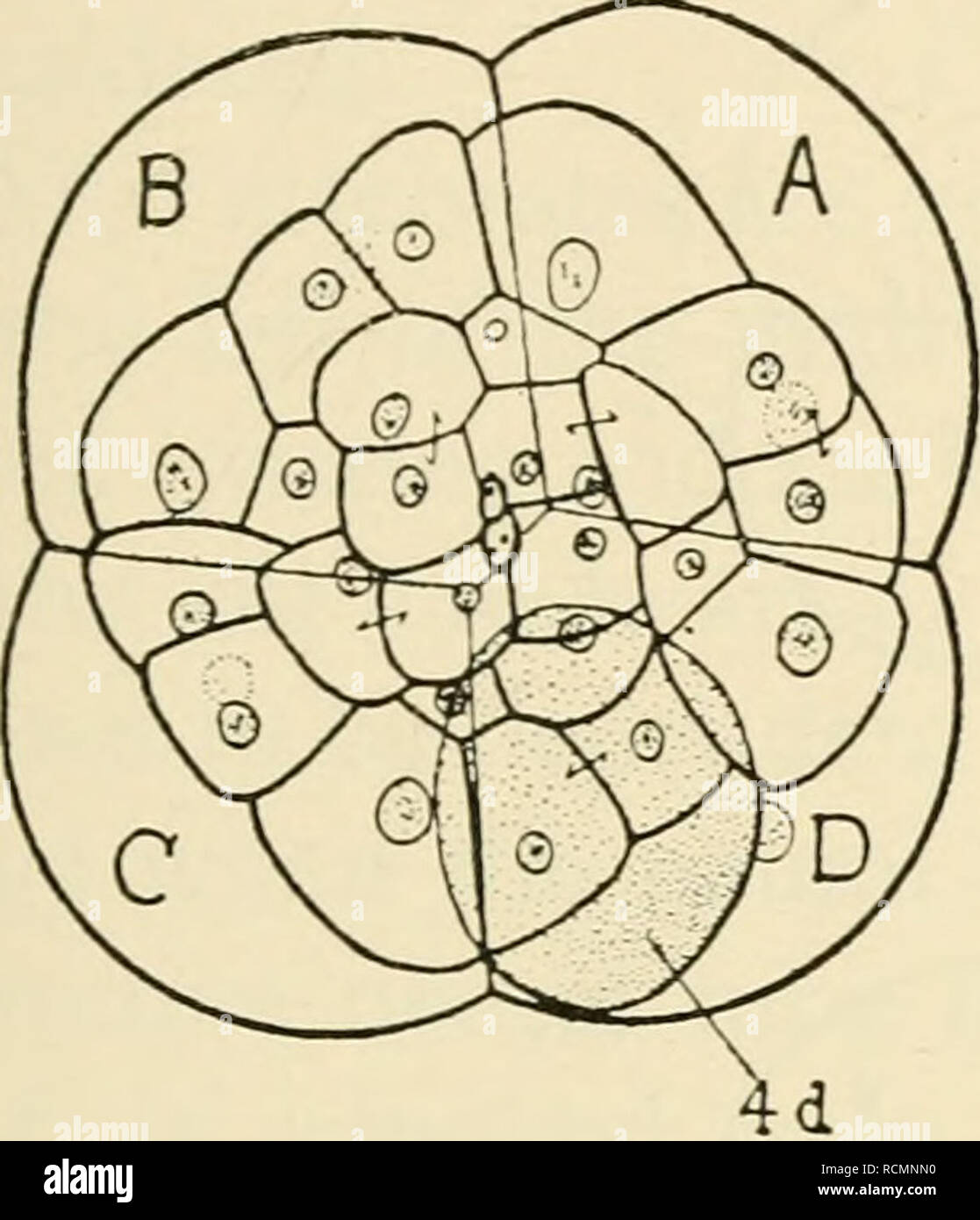Die Elemente Der Experimentellen Embryologie Embryologie Experimentelle Embryologie Ursprung Der Polaritat Symmetrie Und Asymmetrie 71 Es Ist Klar Dass Ein Fandamental Unterschied Muss Zwischen Die Eier Von Bilateral Symmetrisch Und Radial