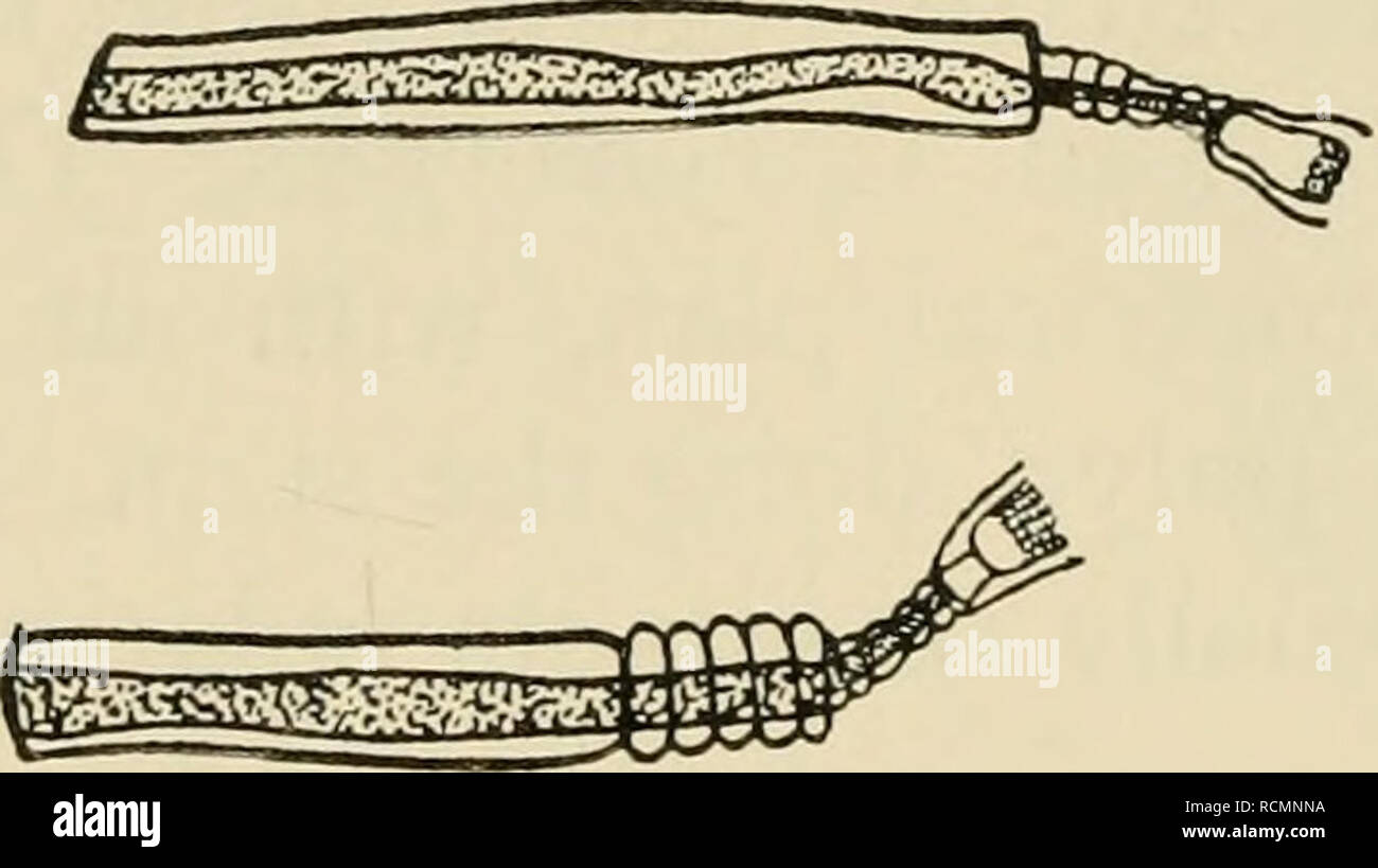 . Die Elemente der experimentellen Embryologie. Embryologie, Experimentelle; Embryologie. H-. g^^^^^^^^^^^^ Abb. 25 Steuerung der Polarität durch externe Agenturen in Hydroiden. Eine Reihe von zwischenknoten von Obelia regenerierende in Richtung der Anode bei der Passage eines schwachen elektrischen Strom ausgesetzt. Die control-Serie auf der gleichen Stufe hatte alle regeneriert hydranths an beiden Enden abschneiden. (Von 'Lund, Journ. Exp. Zool. Xxxiv, 1921.) umgekehrt, aber der ursprünglichen Polarität hat ausgelöscht worden, und eine ganz neue Polarität induziert (Abb. 26). Der Winter - Knospen der sozialen Ascidian Clavellina erscheinen unregelmäßig Aggregationen zu o Stockfoto