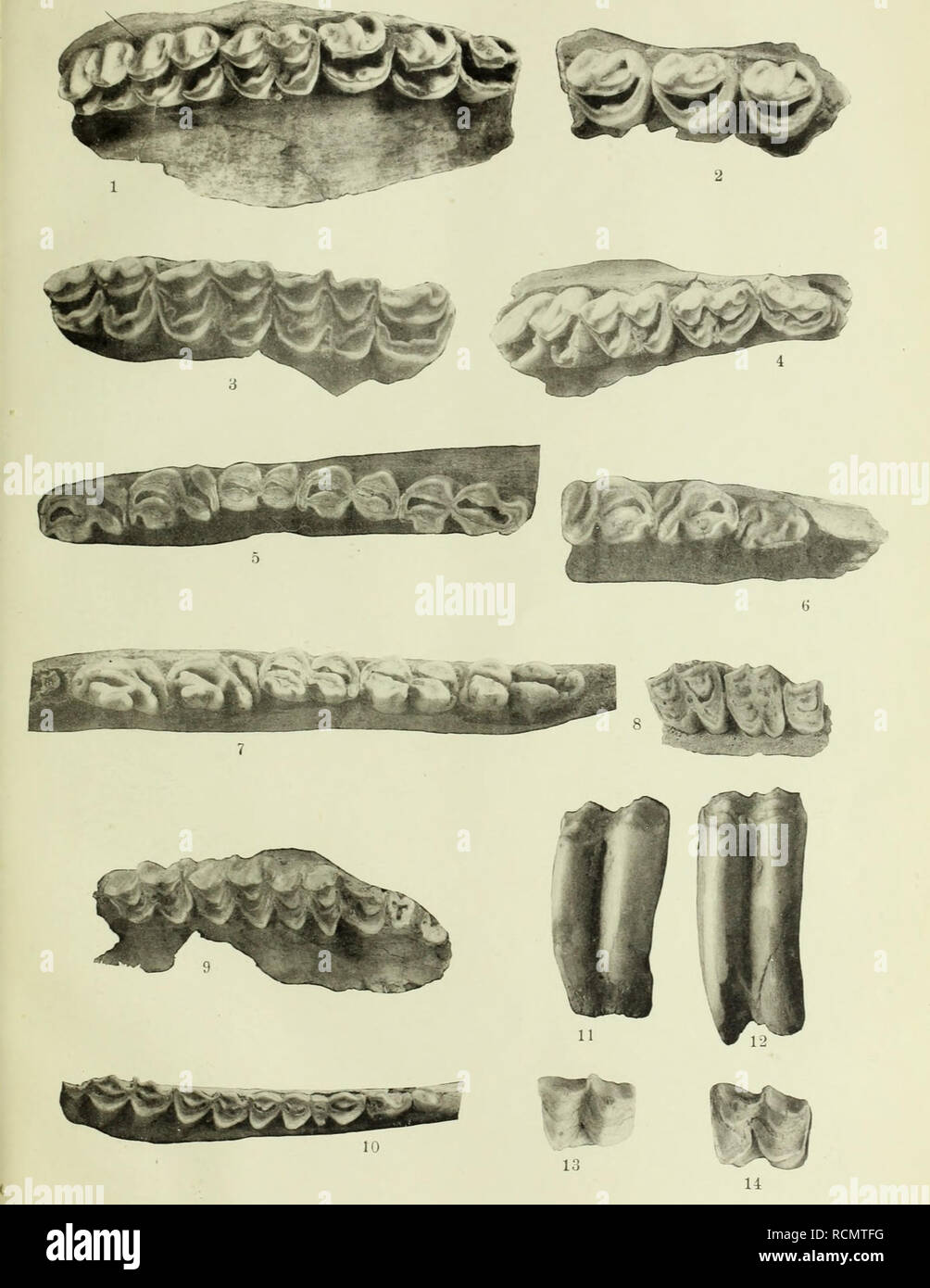 . Die Diluviale Wirbeltierfauna von Vo? klinshofen (Ober-Elsass). I-t. ... Säugetiere, Fossil, Paläontologie, Paläontologie. Ahl), z-G'ol. Specialk. v. Eh.-Lolhr. N. F. Heft 111. Tai.. Ilagmnnn pliotogr. Lichtdruck v. J. Kraemer, Kehl. Bitte beachten Sie, dass diese Bilder sind von der gescannten Seite Bilder, die digital für die Lesbarkeit verbessert haben mögen - Färbung und Aussehen dieser Abbildungen können nicht perfekt dem Original ähneln. extrahiert. Hagmann, Gottfried. Strassburg, Straßburger Druckerei und Verlagsanstalt, vorm. R.Schultz &Amp; cie Stockfoto