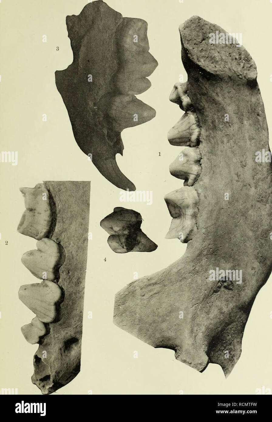 . Die Diluviale Wirbeltierfauna von Vo? klinshofen (Ober-Elsass). I-t. ... Säugetiere, Fossil, Paläontologie, Paläontologie. Abh. d. Geal. Specialk. v. Els. - Lolhr. N. F. Heß III. Taf. V.. Hagraann Hg. Lichtdruck v. J. Kraeraer, Kehl. Bitte beachten Sie, dass diese Bilder sind von der gescannten Seite Bilder, die digital für die Lesbarkeit verbessert haben mögen - Färbung und Aussehen dieser Abbildungen können nicht perfekt dem Original ähneln. extrahiert. Hagmann, Gottfried. Strassburg, Straßburger Druckerei und Verlagsanstalt, vorm. R.Schultz &Amp; cie Stockfoto