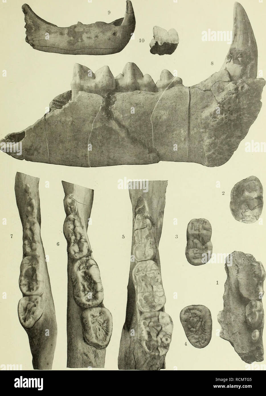 . Die Diluviale Wirbeltierfauna von Vo? klinshofen (Ober-Elsass). I-t. ... Säugetiere, Fossil, Paläontologie, Paläontologie. Abb. Geol. Specialk. v. Eh.-Lothr. N. F. Heft III. Taf.lU.. Hagmann Hg. Lichtdruck v. J. Kraemer, Kehl. Bitte beachten Sie, dass diese Bilder sind von der gescannten Seite Bilder, die digital für die Lesbarkeit verbessert haben mögen - Färbung und Aussehen dieser Abbildungen können nicht perfekt dem Original ähneln. extrahiert. Hagmann, Gottfried. Strassburg, Straßburger Druckerei und Verlagsanstalt, vorm. R.Schultz &Amp; cie Stockfoto