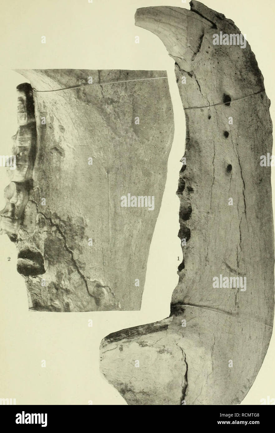 . Die Diluviale Wirbeltierfauna von Vo? klinshofen (Ober-Elsass). I-t. ... Säugetiere, Fossil, Paläontologie, Paläontologie. M}. Ich. Specialk Geol. v. Eh.-Lothr. . V. F. Heft III. Taf. 11.. Hagmann Hg. Lichtdruck v. J. Kraemer, Kehl. Bitte beachten Sie, dass diese Bilder sind von der gescannten Seite Bilder, die digital für die Lesbarkeit verbessert haben mögen - Färbung und Aussehen dieser Abbildungen können nicht perfekt dem Original ähneln. extrahiert. Hagmann, Gottfried. Strassburg, Straßburger Druckerei und Verlagsanstalt, vorm. R.Schultz &Amp; cie Stockfoto