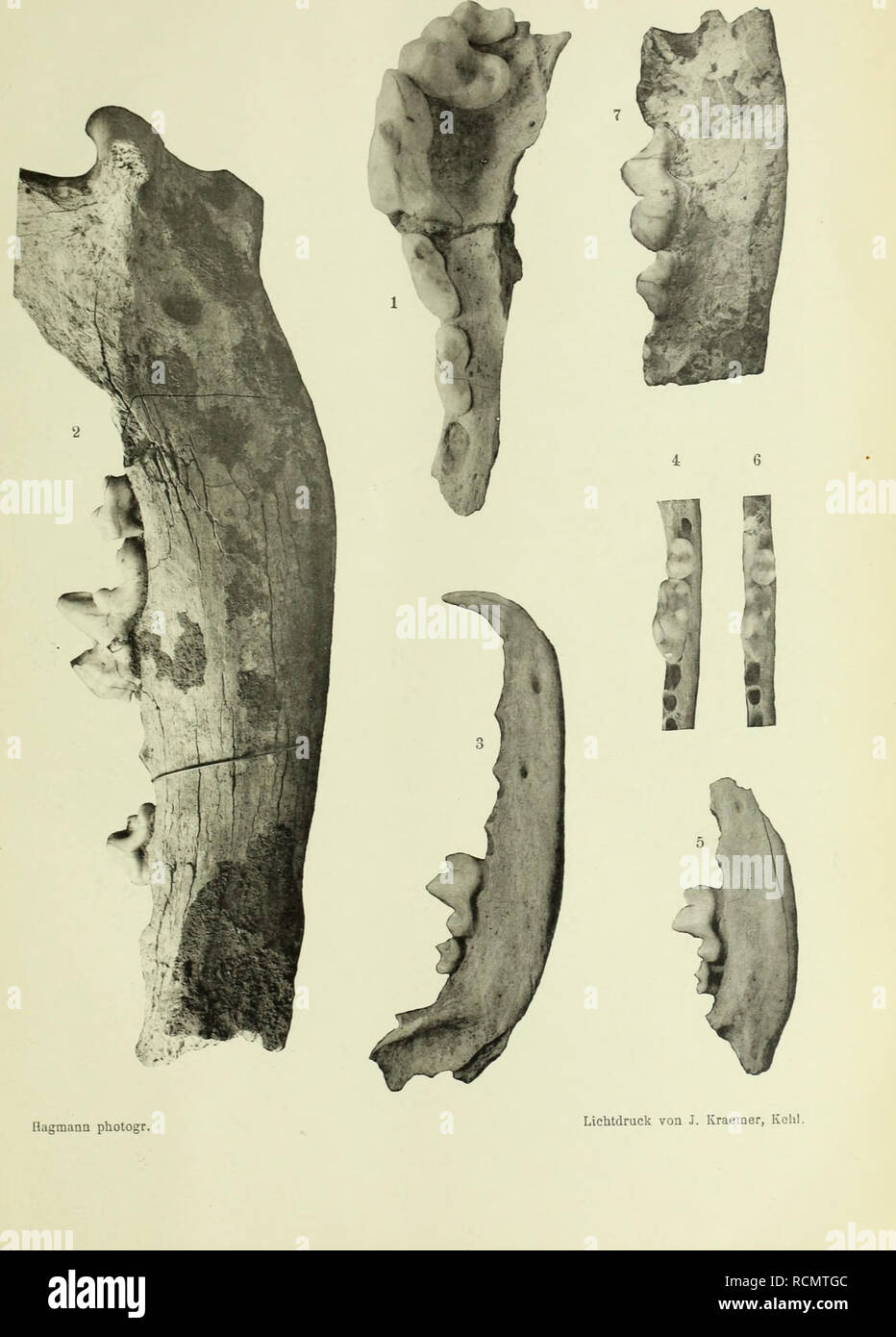 . Die Diluviale Wirbeltierfauna von Vo? klinshofen (Ober-Elsass). I-t. ... Säugetiere, Fossil, Paläontologie, Paläontologie. Abb. Geol. v. Specialk Els.-Lothr. N. F. Heft III. Taf. /.. Bitte beachten Sie, dass diese Bilder sind von der gescannten Seite Bilder, die digital für die Lesbarkeit verbessert haben mögen - Färbung und Aussehen dieser Abbildungen können nicht perfekt dem Original ähneln. extrahiert. Hagmann, Gottfried. Strassburg, Straßburger Druckerei und Verlagsanstalt, vorm. R.Schultz &Amp; cie Stockfoto