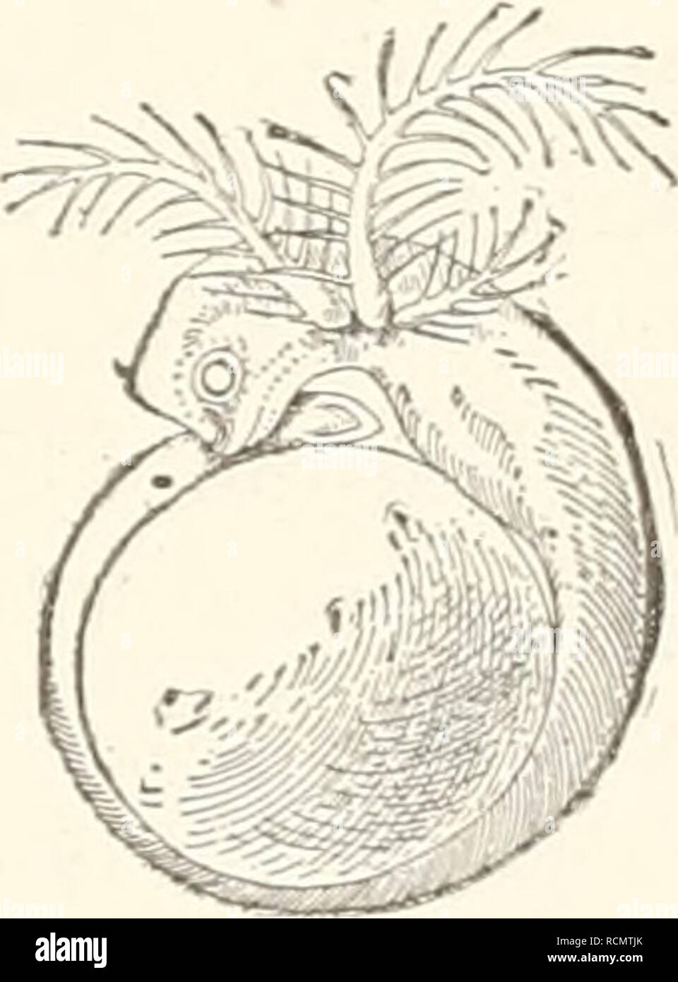 . Descendenztheorie Sterben;. Evolution. Die groBen und zahlreichen Schlundtaschen beanspruchen am Kopfe vieler Fischarten einen so bedeutenden Raum, dass die Kopf-Region von der bärbeißigen Bemerkungen gegen die Brustflossen bedeutend anschwillt und z. B. bei den Karpfen wie ein nach hinten kegelartig ver-breiterter Korperabschuitt ohne Grenze in der Höhle hoheu Runipf iibergeht. Bei den Hai - Fischen engen und niedrigen Schluudspalten der Haut dehnen sich bei den Knochenfischen iiber die ganze Seitenwand des Kopfes, langen sabelformig ge Sterben - kriimmteu Schlitzen gleichend. AuBerhalb der Fischklasse wird eine ahnlic Stockfoto