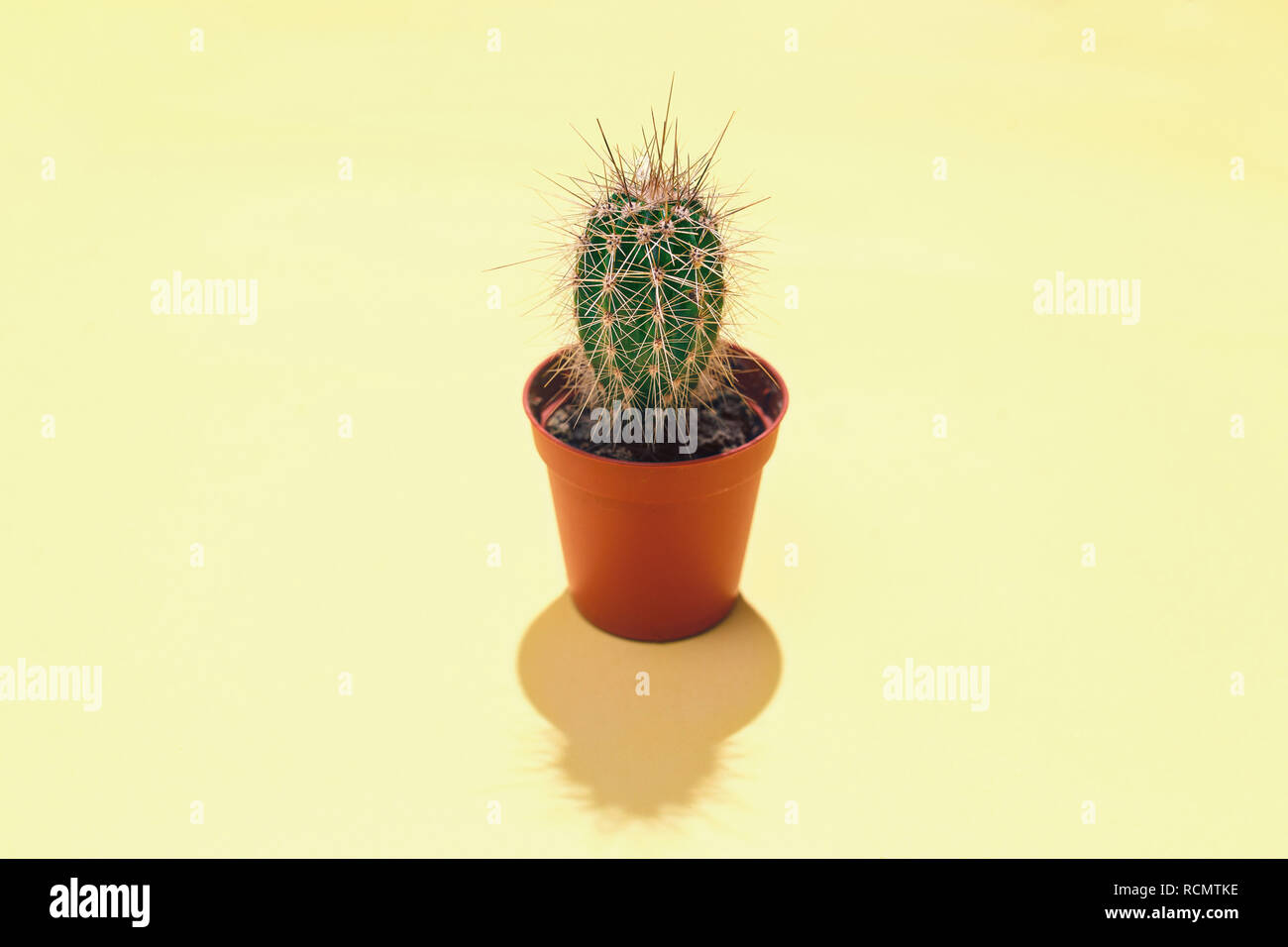 Die Ansicht von oben zentrale Komposition mit einem einzigen Immergrüne sukkulente Kaktus in Braun Blumentopf eine harte Schatten auf einem gelben Hintergrund. Stockfoto