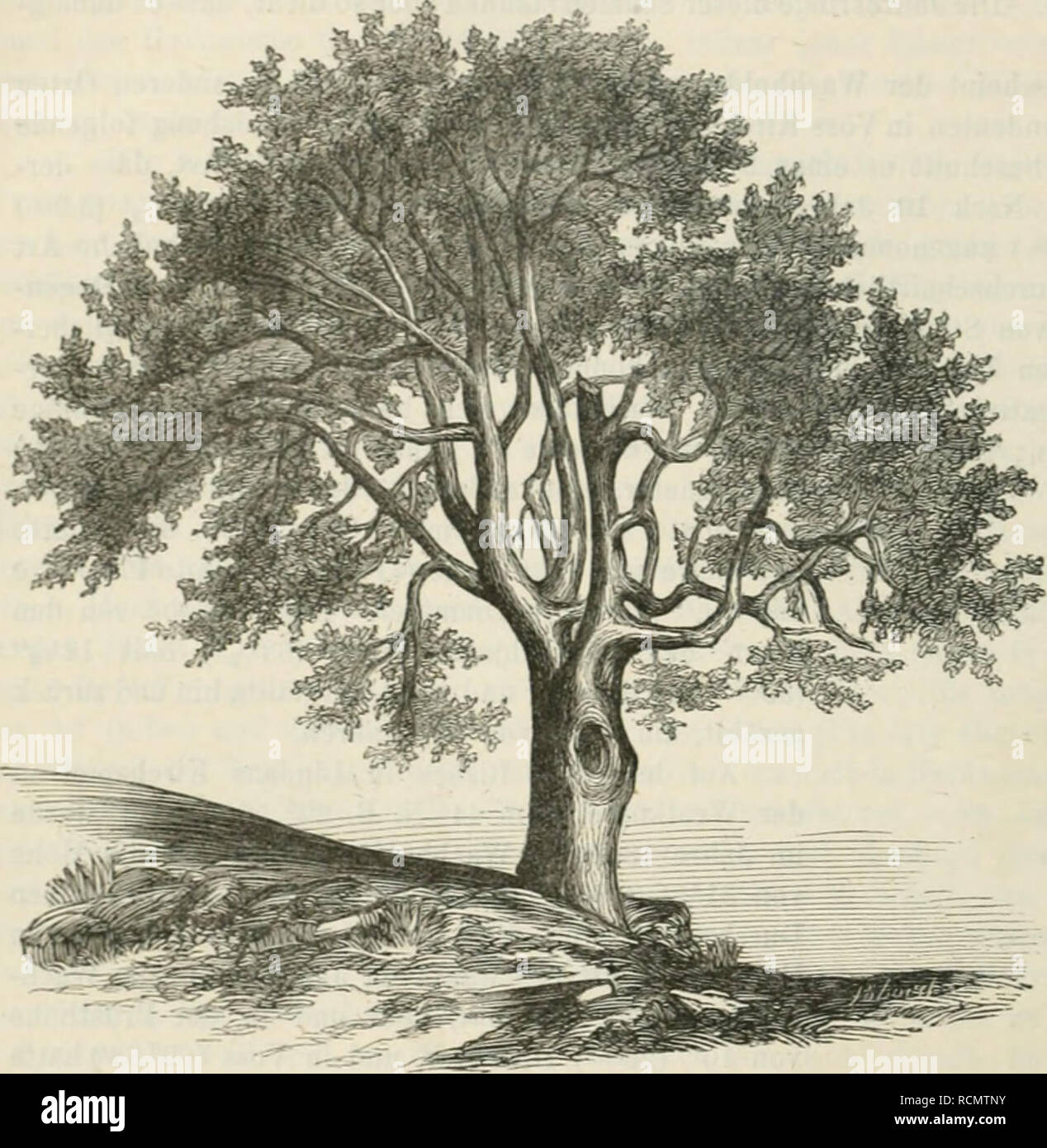 . Sterben culturpflanzen Norwegens. Pflanzen, kultiviert; Botanik; Landwirtschaft. 144 GallmÃ¼cken beschÃ¤digt. Abb. 19, nach einer / Aus-gefÃ¼hrt, zeigt einen pyramidalen Wachholder von LangÃ¶ bei Holme - Btrand im Christiania-Fjord (59° 30'). Derselbe hat eine HÃ¶ er von 22' (6.9m), und die Krone, wie man sieht bis zur Erde reicht, unten einen Durchmesser von 10' (3,1 m). Available in diesem findet man sterben oft - rÃ¼hrten Schuppen. In Bezug auf die GrÃ¶sse, wel-che der Wachholder in Norwegen erreichen kann, dÃ¼rfte es muh ihm AngefÃ¼hrten hinreichend sein, Fol- gendes zu bemerken: Auf dem Hof Stockfoto
