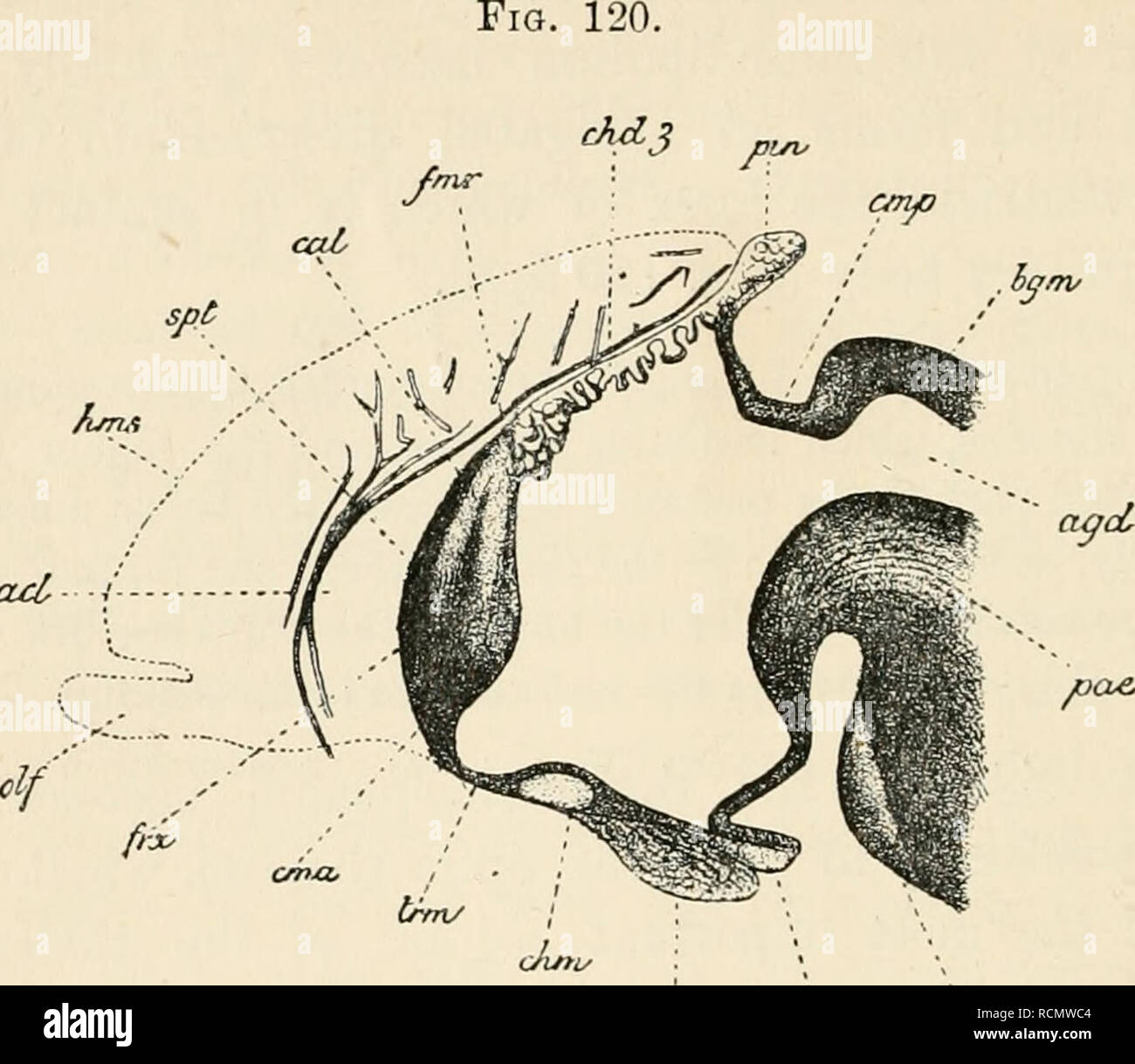 . Die Elemente der Embryologie. Embryologie. 374 ENTWICKLUNG VON ORGANEN IN MAMMALIA. [CHAP,.acl, - •/-^ae. r^^^^^^^ vlS senkrechten Schnitt durch den vorderen Teil des Gehirns eines Embryos Eabbit op vier Zentimetern. (Nach Mihalkovics.) Der Abschnitt über die Mittellinie, so dass die CERE-bral Hemisphären nicht geschnitten werden; ihre Position ist jedoch in der Umrandung gekennzeichnet. Spt. Septum lucidum durch das Zusammenwachsen der Innenwände der Teil der zerebralen Hemisphären gebildet; Ana. anterior com-missure; frx. vertikale Säulen Der fornix; Cal. genu des Corpus callosum; trm. lamina ter Stockfoto