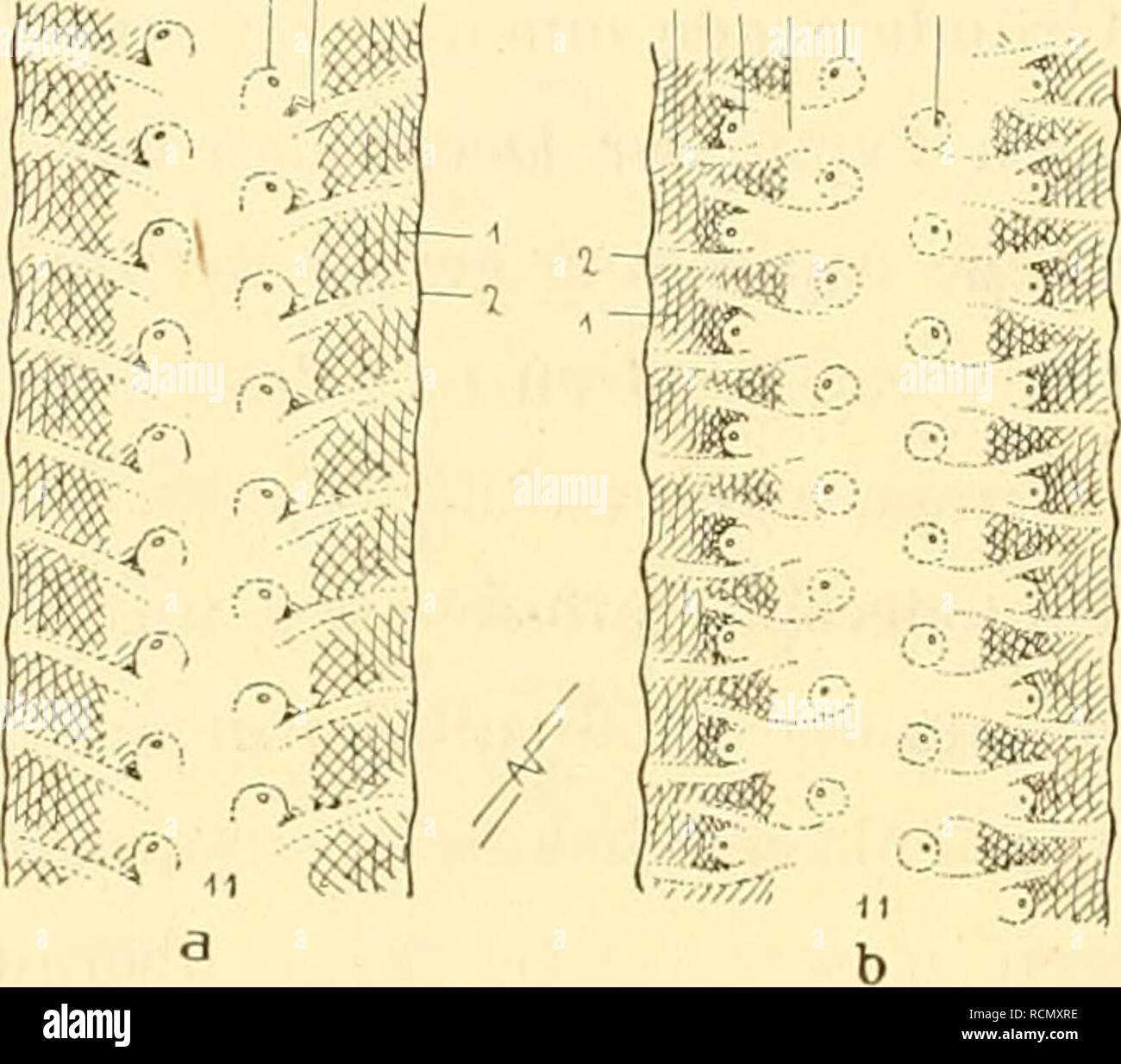. Die Cephalopoden, I. Teil. Cephalopoda; Weichtiere; Genealogie. 11) III. KAPITEL: DIE ORDNUNG DER DECAPODEN Sterben vom Rande abgedrängten Nummern-oper Mittelreihen Napfreihen, sterben" "des Armes, bleiben auf der eigentlichen Armaxe stehen. Die zugehörigen Saumstützen (6) typischerweise verkümmern, ohne ganz zu verschwinden. This weiterhin als "Schutzsaumstützen accessorisch" bezeichneten ver-binden sich mit den Basalpolstern der Randreilien (8), sterben sich samt den ihnen zugehörigen Saum - Stützen in den Saum selbst hinausstrecken, so daß die Näpfe der Randreihen mit dem Saum zu stehen scheinen. In Wirklic Stockfoto