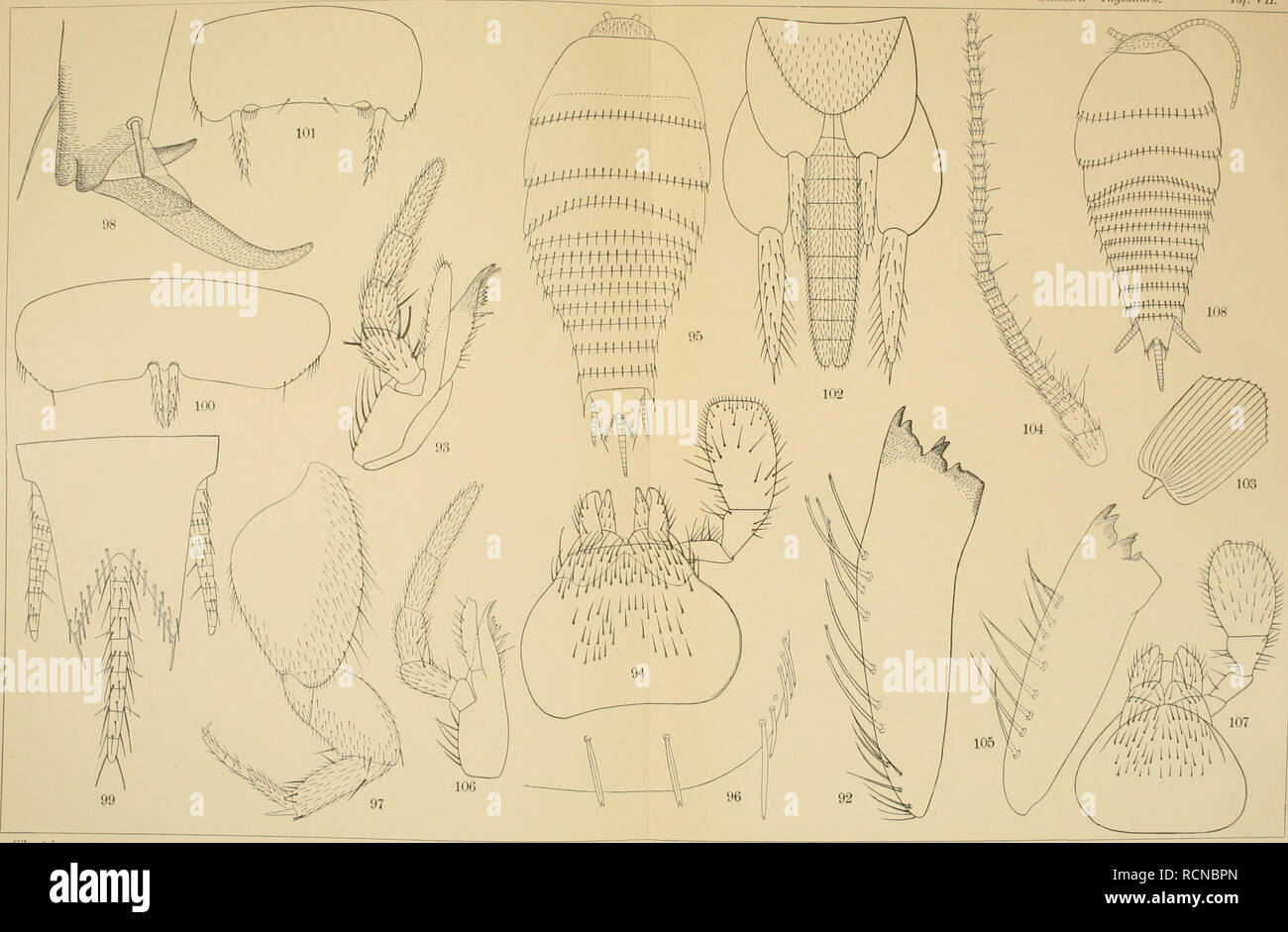 . Sterben Fauna Südwest - Australiens. Ergebnisse der Hamburger südwest-australischen Forschungsreise 1905. Zoologie -- Australien; wissenschaftliche Expeditionen -- Australien. I&gt; ie Fauna Südwest-Att^ tralieiis. Rl. IL Süvestri. Thysanura. Taf. Vii. Süvestri gez, Verlag von Gustav Fischer in Jeua.. Bitte beachten Sie, dass diese Bilder sind von der gescannten Seite Bilder, die digital für die Lesbarkeit verbessert haben mögen - Färbung und Aussehen dieser Abbildungen können nicht perfekt dem Original ähneln. extrahiert. Michaelsen, W. (Wilhelm), 1860-1937. Jena, Fischer G. Stockfoto