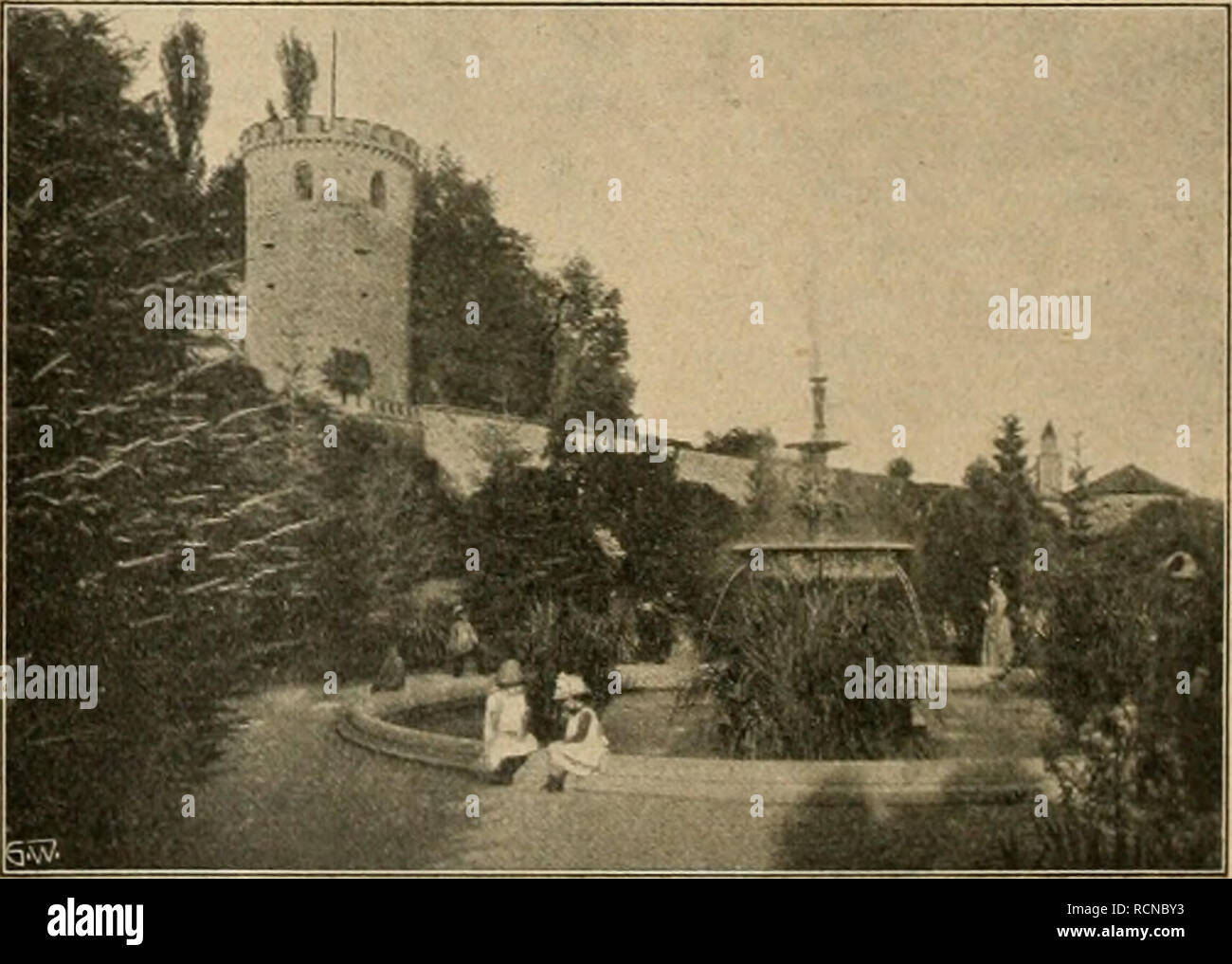 Cereus peruvianus monstrosus Fotos und Bildmaterial in hoher