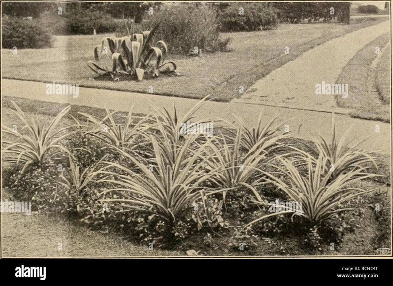 . Gartenwelt sterben. Im Garten arbeiten. XVIII, 5 Sterben Gart L'U weit. 59 Gartens wurde ein bunter Flor von Canna in den neueren Sorten, viel Salvia splendens, Coreopsis tincioria, Verbenen, Zinnien usw. Unter-halten. In den Blumenbeeten blühten Poinsettia pulcherrima, Mussaenda erythrophylla, Rondeletia odorata, Plumbago capensis, Uroskinnera specta-Bilis, eine schön blaublühende Scrophulariaceae aus Guatemala, und viel Vinca rosea in rot und rein-weiß. Unsere nebenstehende Abbildung zeigt ein Zuckerrüben mit Ananas sativa fol. var., unterpflanzt mit Aloe Foumieri. Dahinter sieht man eine größere bunte Ag Stockfoto