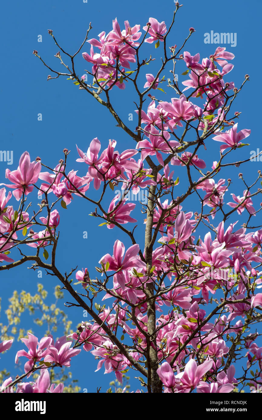 Die schönen leuchtenden rosa Blüten des Frühlings Blüte Magnolia 'Spectrum' gegen einen strahlend blauen Himmel Stockfoto