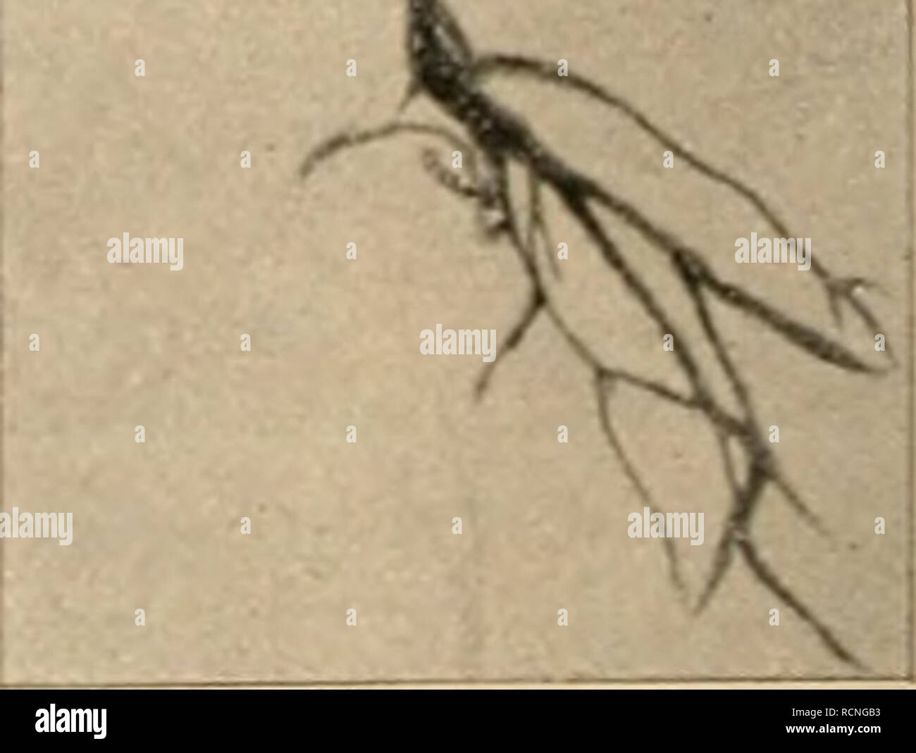 Dra Sen Stockfotos Und Bilder Kaufen Alamy