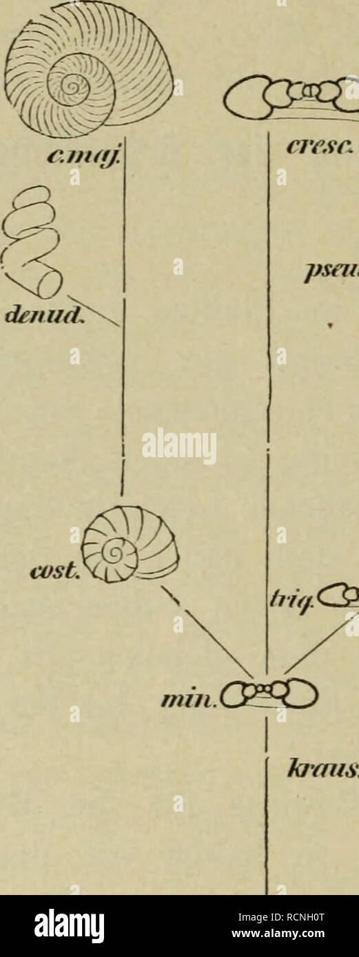 . Entstehung der Arten durch Ra umliche Sonderung Sterben?. Evolution. st/s.. Bitte beachten Sie, dass diese Bilder sind von der gescannten Seite Bilder, die digital für die Lesbarkeit verbessert haben mögen - Färbung und Aussehen dieser Abbildungen können nicht perfekt dem Original ähneln. extrahiert. Wagner, Moriz. Basel: B. Schwabe Stockfoto