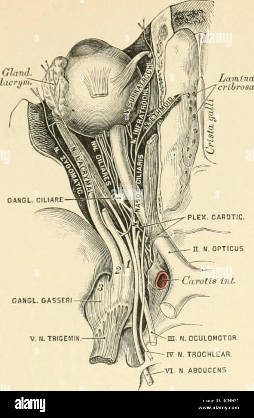 Die Beschreibenden Und Topographische Anatomie Des Menschen Anatomie Gehirnnerven 385 Catlcl Gas 3er A Im A T Fussel Ffl N Ocalomotor C J L W Iv N Trdchlcah L L Der Nervus