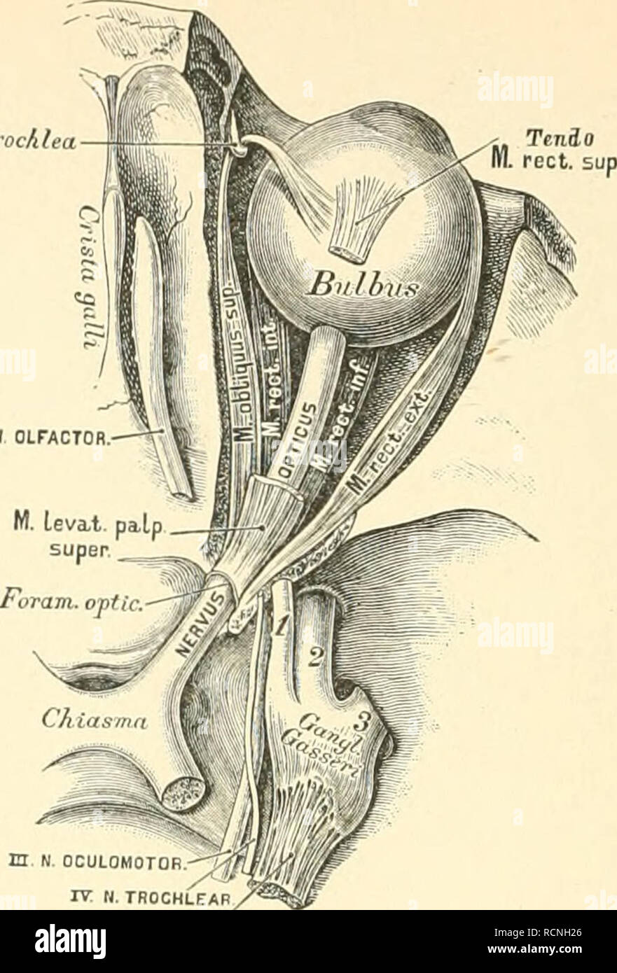 . Die beschreibenden und topographische Anatomie des Menschen. Anatomie. 384 G (liininerven.. EI H-OKULOMOTORISCHEN. - rv N. V. N. TRIGEMiN TROCHLE. 5 G 5. Der Nervus olfaetovius und der Nervus opticus. Ansicht von Ihr Browser kann leider keine eingebetteten Frames anzeigen. Das II. Grehirnnervenpaar stellt den Sehnerv, Nervus opticus, dar; derselbe Umgreift als platter Streifen, Tractus opticus, den Hirnsehenkel von aussen nach innen und unten, eonvergirend mit dem Sehnerven der entgegen gesetzten Seite, vor - um dem Tuber cinereum mit diesem eine Kreuzung ein-zugchen, das Cluasma. Aus dem Chiasma â das Verhalten der Nervenfasern in diesem unterliegt noch Stockfoto