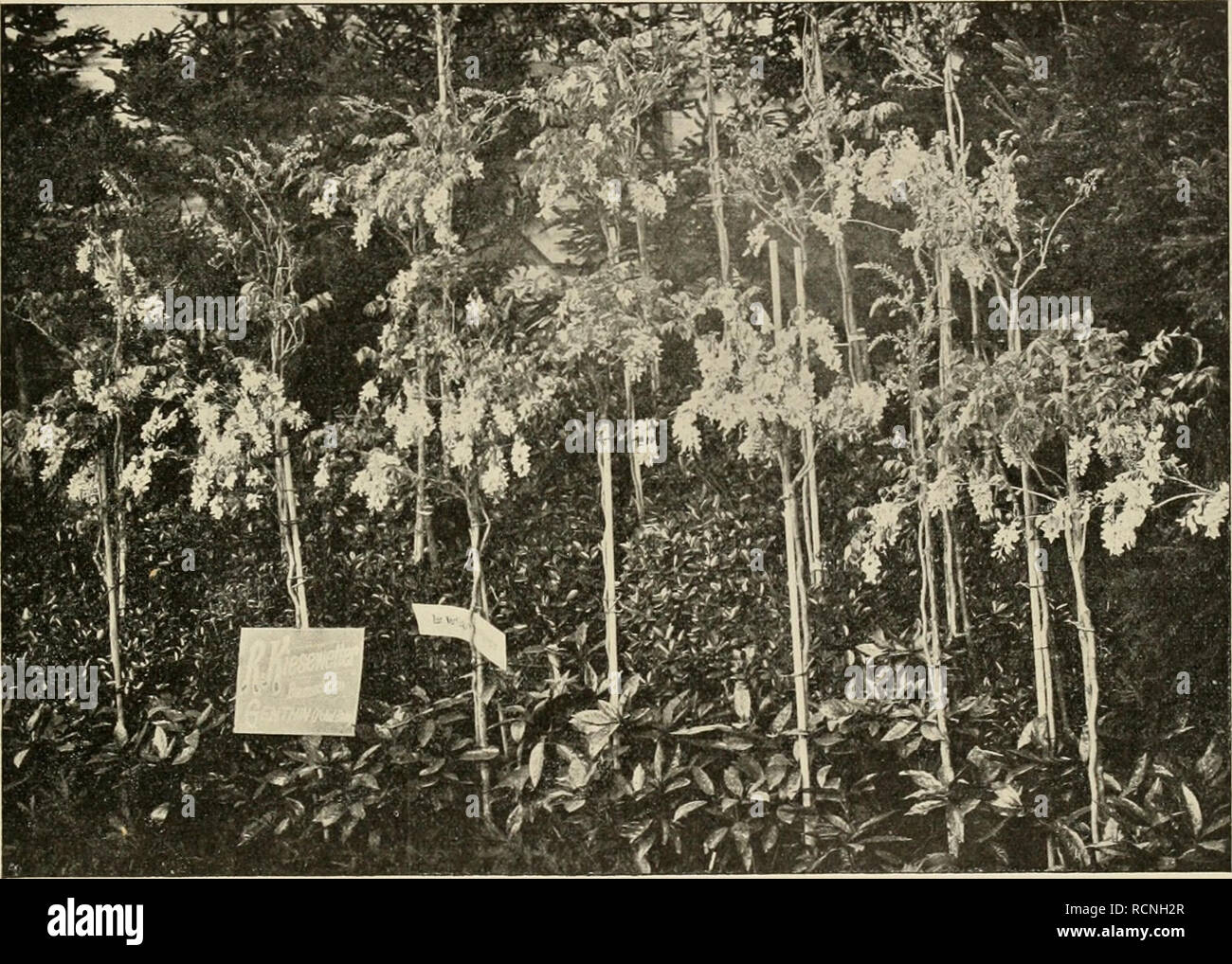 . Gartenwelt sterben. Im Garten arbeiten. IV, 34 Gartenwelt sterben. 403 in allen Farben, mit Drehventil wie einfach, wirklich eine gut zu nennende Leistung in der Kultur; ebenso schön waren sterben Iris germanica. L. Ferard Succ. hatte eine Sammlung von Amaryllis, Hyljriden von Vittata, ausgestellt. War die Farbe anbelangt, so waren dieselben fast alle gleich: halb rot, mehr oder weniger gelblich. Am meisten von allen vertretenen Firmen hatten VMlmorin Andrieux &Amp; Cie. ausgestellt, in erster Reihe Neuheiten von Primula obconica mit schönen, Grofsen, lebhaft gefärbten Blumen und Cinerarien, gedrungene, rosafarbige Züc Stockfoto