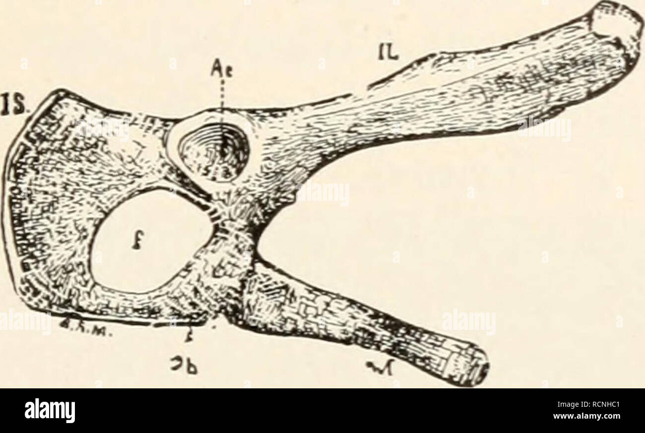 Elemente Fur Vergleichende Zoologie Zoologie Saugetiere 371 Der Unterkiefer Gleichzeitig Dienen Die Beuteltier Skelett Zu Unterscheiden Die Lebenden Beuteltiere Haben Eine Eigentumliche Gewinnausschuttung Sie Sind Zu Den Warmeren Nordamerika