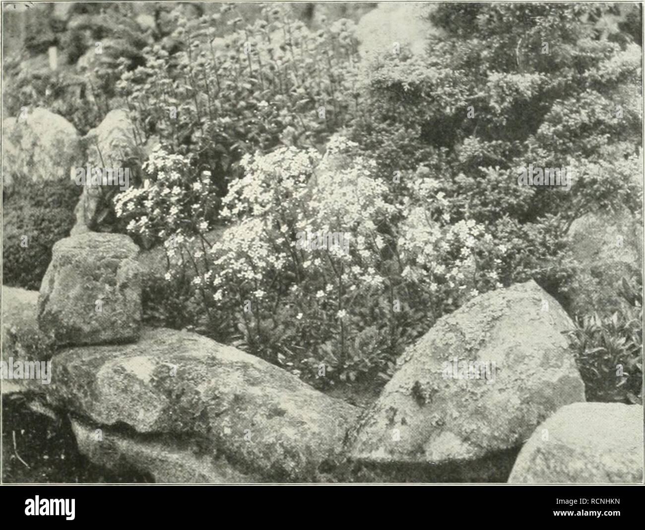 . Gartenkunst sterben. Landschaftsbau; Gärten - Europa. XV, 11 STERBEN GARTENKUNST. 165. Tunica saxifraga. Der rein Architektonische Garten dürfe heute noch in künstlerische Bewertung Anspruch erheben. Bei aller Wertschätzung und Freude über vieles Gute / of this Richtung hin Geleistete, bei allem Respekt den Über-ZEUGUNGEN Geschichte gegenüber reizt mich jede derartige Behauptung unwiderstehlich zu der Variante:,,8 Wol-fram, der du auch sangest. Du hast die Sache arg ent-stellt". Solche gußeiserne Grenzen werde ich der Garten-kunst meiner alten Heimat nicht wünschen. Zu höchster Entwi Stockfoto