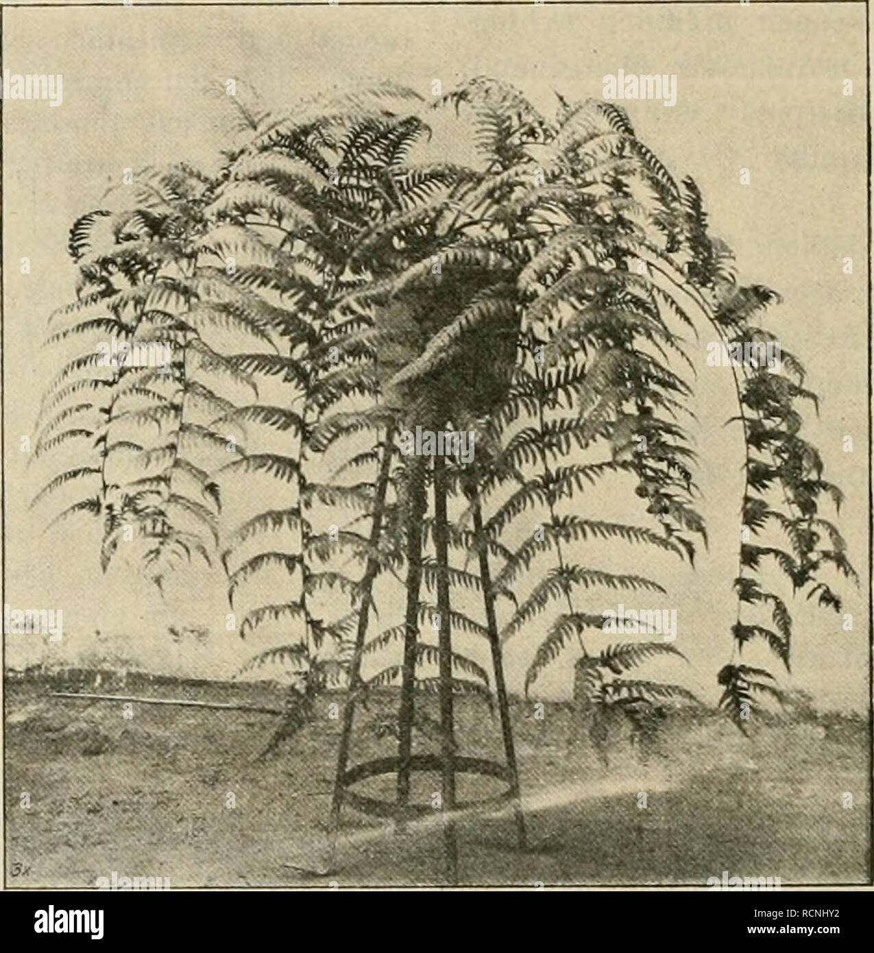 . Gartenwelt sterben. Im Garten arbeiten. 212 sterben Gartenwelt. IV, 8. April, jahrforschung Mann den Wildling in 30 cm zurückschneidet und Beispiele und bin erst nach einigen Tagen sterben Reiser mittels des gewöhnlichen Kopulierschnitts in den halben Spalt einsetzt, ver-bindet und mit Baumwachs bestreicht; in einigen Baumschulen werden sie nicht gebunden, sondern nur die Gegenzungen inein-andergeschoben und die veredlungsstelle mit Baumvvachs-strichen. - Bei der Hausveredlung nimmt Mann sich schon im Herbst sterben vorher Buchen heraus, schlägt sie im Freien inländische unter Laub, Fichtenreisig oder dergl. ein, schneidet im Fe Stockfoto