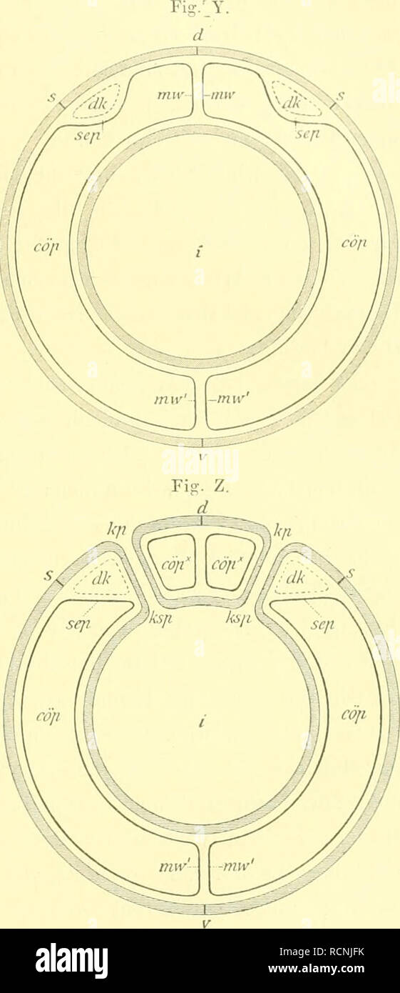 . Sterben Enteropneusten des Golfes von Neapel und der angrenzenden Meeres-Abschnitte. Hemichordata Enteropneusta;; Protochordates. nie Musculatur des Rumpfes. 535 Riclitung ent ^Er und rÃ¼ckt daher, da seine Ã¤ussere Kante ein sterben Submedianlinic Ã¼, cbunden bleibt, vom Darm und von der Medianebene ab. In der Höhle Querschnittserien stellt sich stirbt als ein FortrÃ¼cken des T. ateralseptums vom Darm in die Haut dar: das Lateralseptum (Abb. Y, Sep) ist in der Kiemen - Region mit Nummern-oper RÃ¤ndern an der Epidermis befestigt, mit dem man nach wie vor in der Submedianlinic (. v) und mit dem Berlin zwischen of this Stockfoto