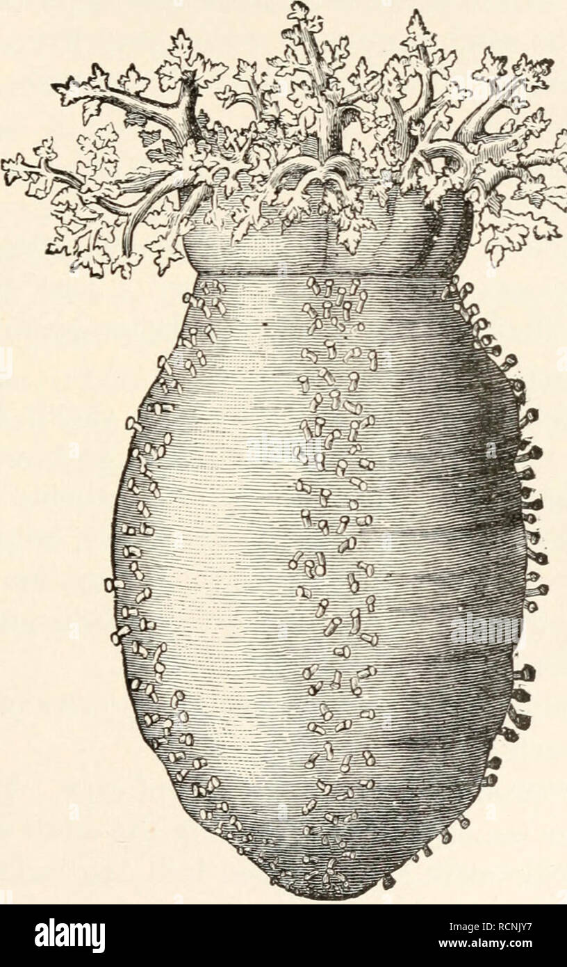 . Elemente für Vergleichende Zoologie. Zoologie. Stachelhäuter. 283 Der Mund ist ein Kreis von tentakeln (in Wirklichkeit enorm entwickelt ambulacra), und mit diesen die Tiere bekommen ihre Nahrung, bestehend aus kleinen Organismen, die in den Sand und in einigen Fällen des verfallenden tierische Angelegenheit.. Abb. 97.-Sea-Gurke (Cucumaria frondosa). Von Emerton. Im Inneren, der Rachen ist von kalkhaltigen Platten umgeben, das Ganze ähnelt etwas der Laterne des Seeigels, aber keine Zähne sind, die jemals entwickelt wurde. Bei den meisten Arten die madreporite ist im Körper, und in vielen der Branchial Bäume (s. 277) de Stockfoto