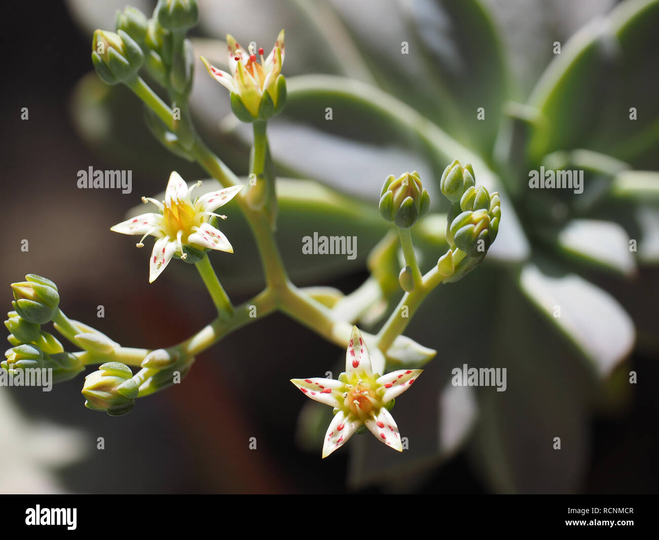 Winter blühende saftige mit niedlichen sternförmigen weißen Blüten mit roten Flecken Stockfoto
