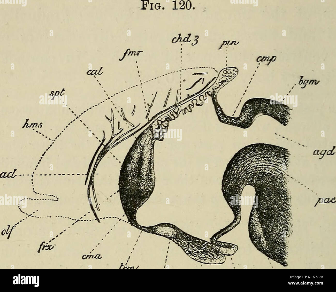 . Die Elemente der Embryologie. Embryologie; Embryologie. 374 ENTWICKLUNG DER OEGANS IN MAMMALIA. [CHAP.. /Oae. triru ckm / 4^J/prcS senkrechten Schnitt durch den vorderen Teil des Gehirns op ein Embryo Kaninchen von vier Zentimetern. (Nach MihalkoYics.) Der Abschnitt leitet througli der medianen Linie, so dass die CERE-bral Hemisphären nicht geschnitten werden; ihre Position ist jedoch in outhne angezeigt. Spt. Septum lucidum durch das Zusammenwachsen der Innenwände der Teil der zerebralen Hemisphären gebildet; cma. anterior com-missure; frx. vertikale Säulen Der fornix; Cat. genu des Corpus callosum; trm. Stockfoto