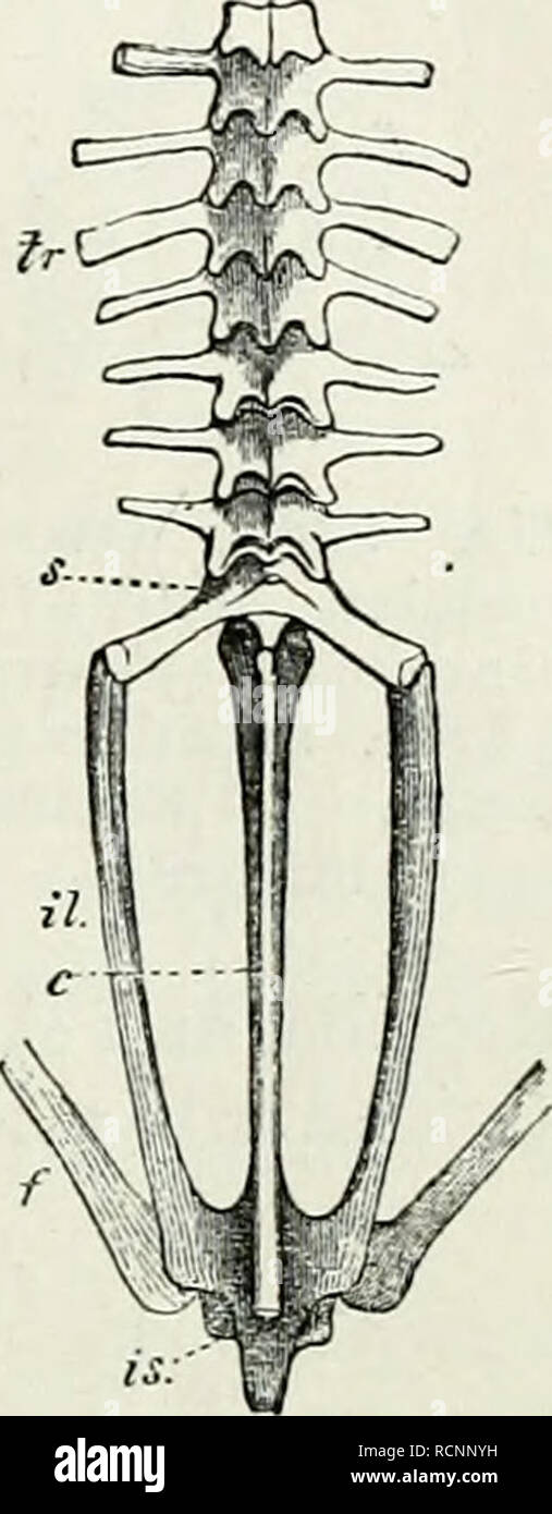 . Elemente der vergleichenden Anatomie. VEETEBRATA VERTEBE ^. 433 wliicli ist gewöhnlich als tlie urostyle (Bild bekannt. 225 c), wird von den Rudiments von ein paar vertebrte gebildet; diese zählen dann nicht mehr als zehn vertebralen Segmente heraus gebildet werden können. Es gibt viele weitere in der Urodela; Amphiuma hat so viele wie 100; Menopoma, 48; Salamandra, 42; und die CoecilifB, etwa 230. Die transversale Prozesse (tr) sind kleine in den Salamandrina; die vorderen Sind genei" Verbündeter gliedert sich in zwei Segmente; in der anura sie sind größer, aber nicht geteilt. Die superior Dornfortsätze sind immer rudimentär. Articu Stockfoto