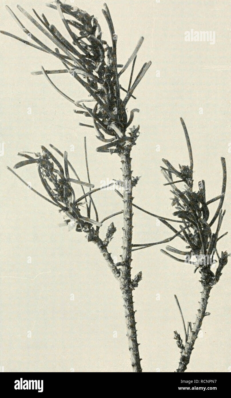 . Sterben forstinsekten Mitteleuropas. Ein Lehr- und Handbuch. Bäume; nützliche Insekten. 700 II. Spezieller Teil. sehen Kalamität teilweise in großer Zahl aufgetreten sind (siehe Esche-reiche, 1925, S. 14). Vermehrung und Wirkung der Sekundärschädlinge ist um so größer, je trockener und heißer der Sommer ist. Abb. 553 B. Nachgeschobene Nadelstümpfe. Zusammenfassend können wir sagen, dass wir heute dank der- er-folgreichen wissenschaftlichen Forschungen und der vielen praktischen Er-fahrungen der letzten Jahre nicht mehr so sehr im Dunklen tappen wie früher. Der Praktiker ist heute in der Höhle Stockfoto