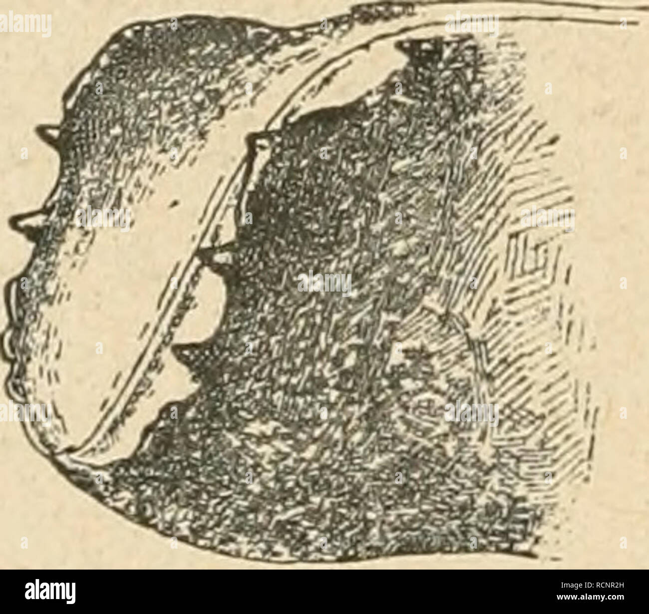 . Sterben forstinsekten Mitteleuropas. Ein Lehr- und Handbuch. Bäume; nützliche Insekten. 546 Coleoptera. - 7. Familienreihe: rhynchophora. sich sogar ganz im Halbkreis umzubiegen und parallel mit dem Anfangsstück gegen sterben Rammelkamer, ja selbst über This hinaus, neben dem Berlin in entgegen- gesetzter Richtung verlaufend, weiterzugehen." Bei 3-armigen Gängen Stachel sterben Nummern-oper eine Gabel bildenden im leichten Bogen aus der Rammelkammer heraus. Die 6 - 7 cm langen, wenig geschlängelten Larvengänge liegen ausschließlich im Bast und unheimlich, wenn sie Platz haben, strahlig auseinander, ähnlich wie b Stockfoto